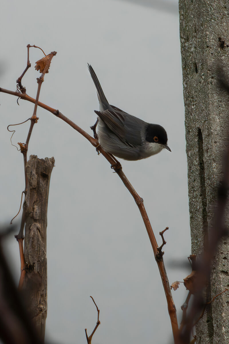 Sardinian warbler