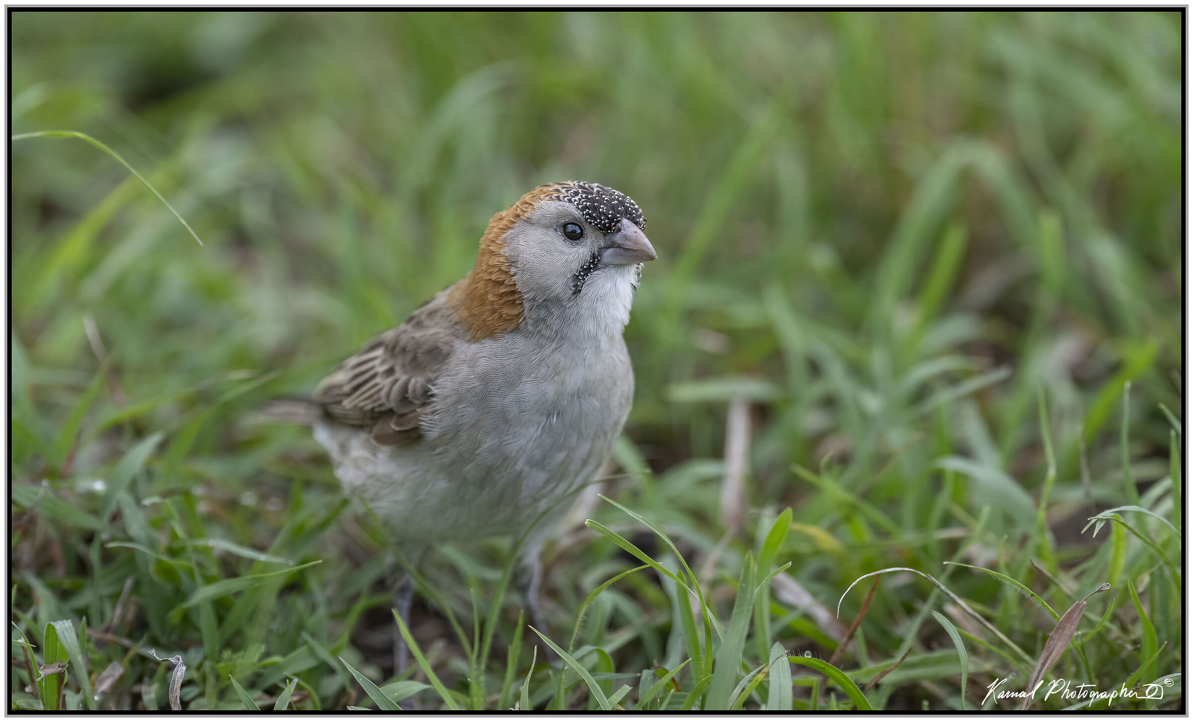 Tessitore frontesquamosa (Sporopipes frontalis)