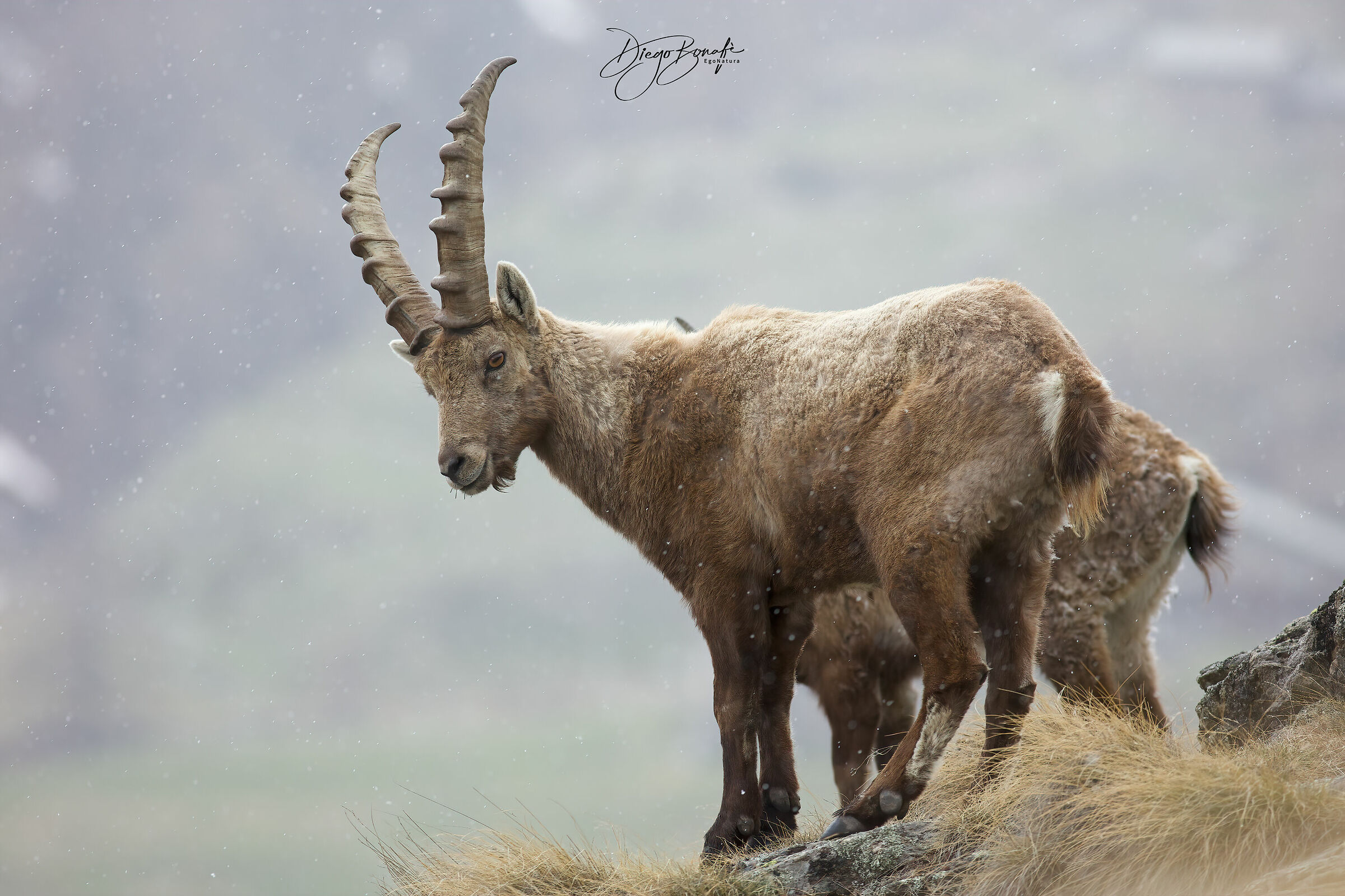 Stambecchi sotto a neve