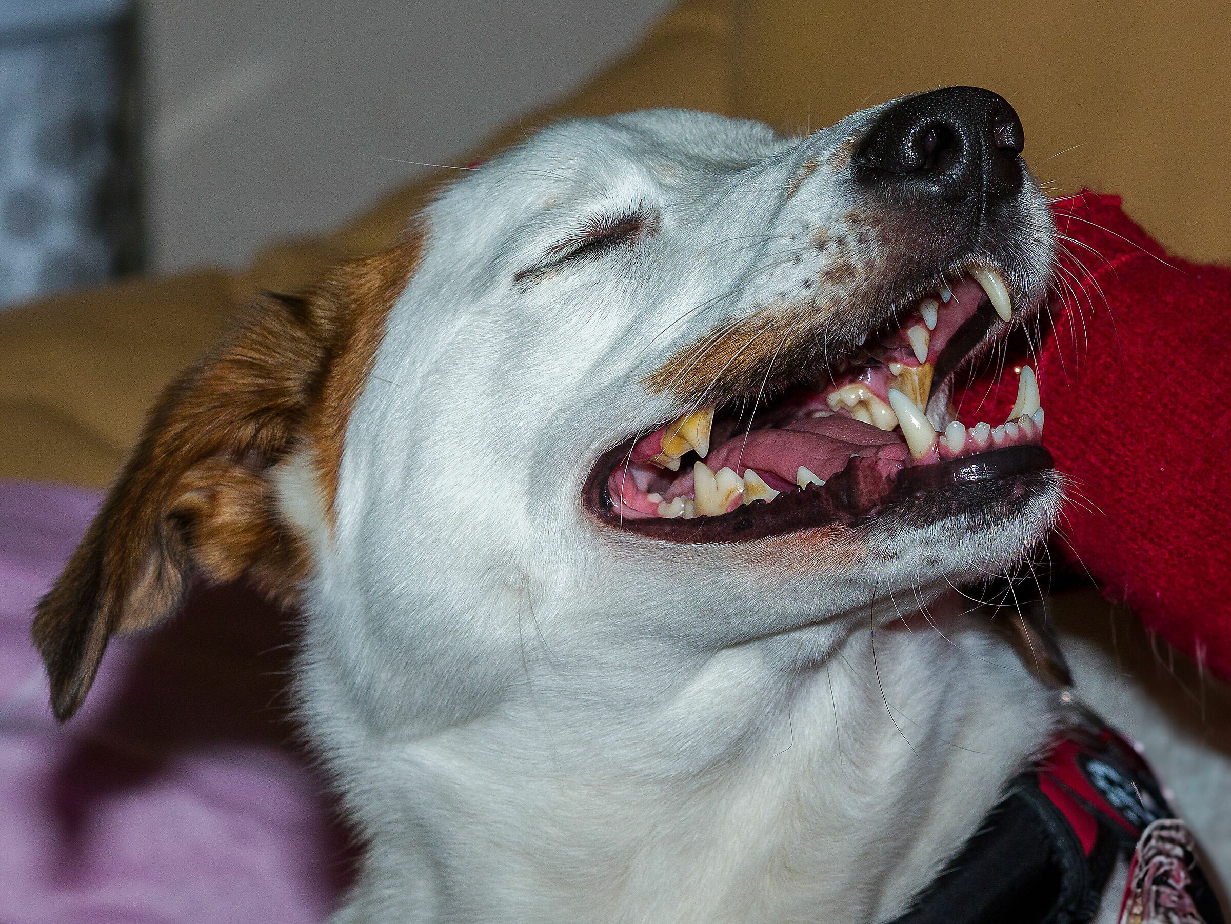 Too funny, you make me die laughing...