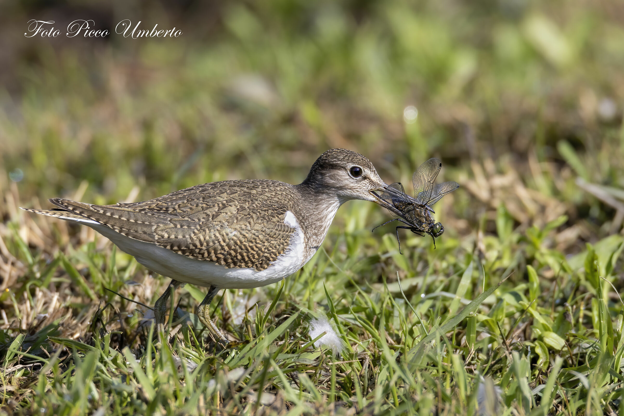 piro piro piccolo con preda