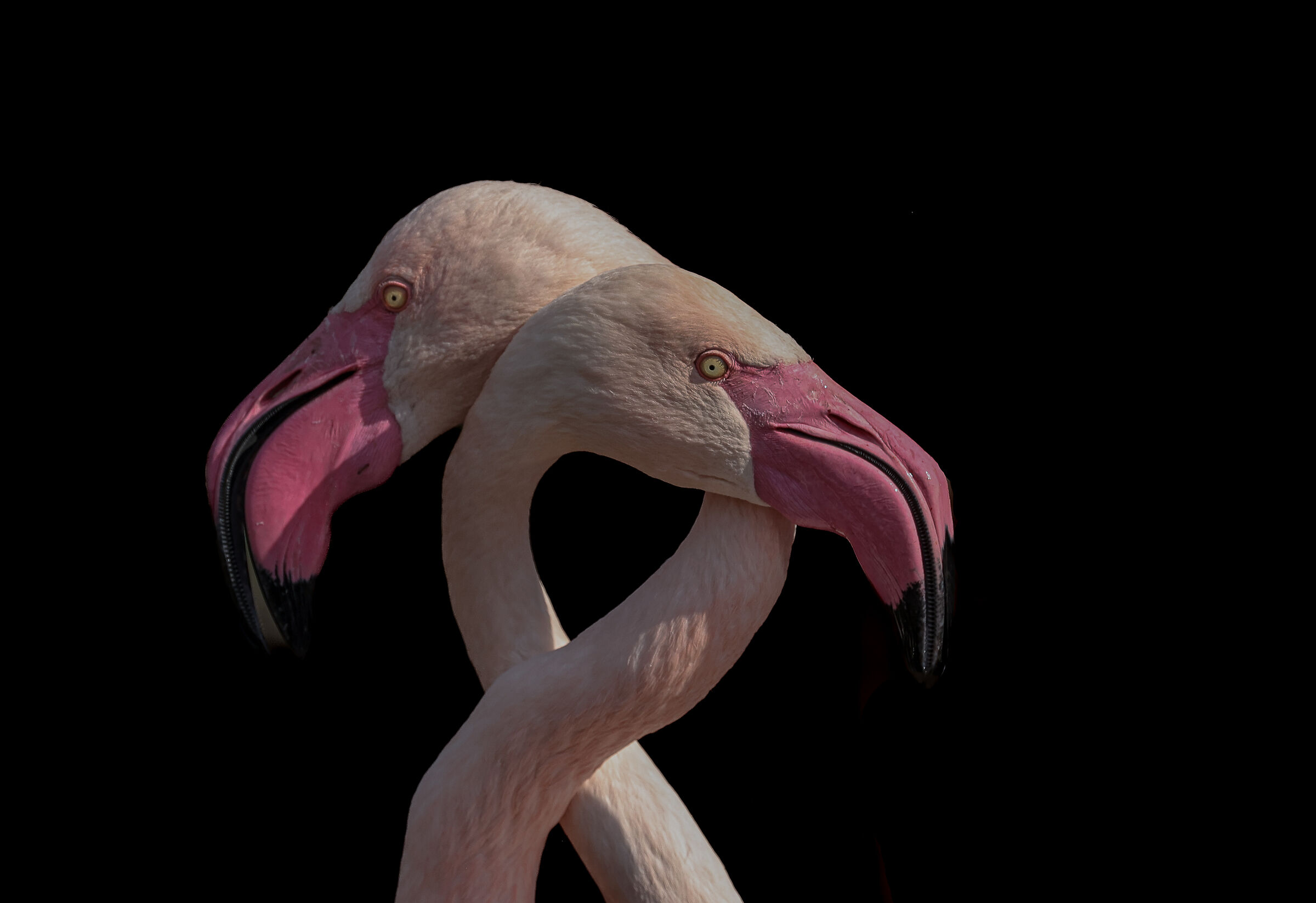 tenerezze all'imbrunire