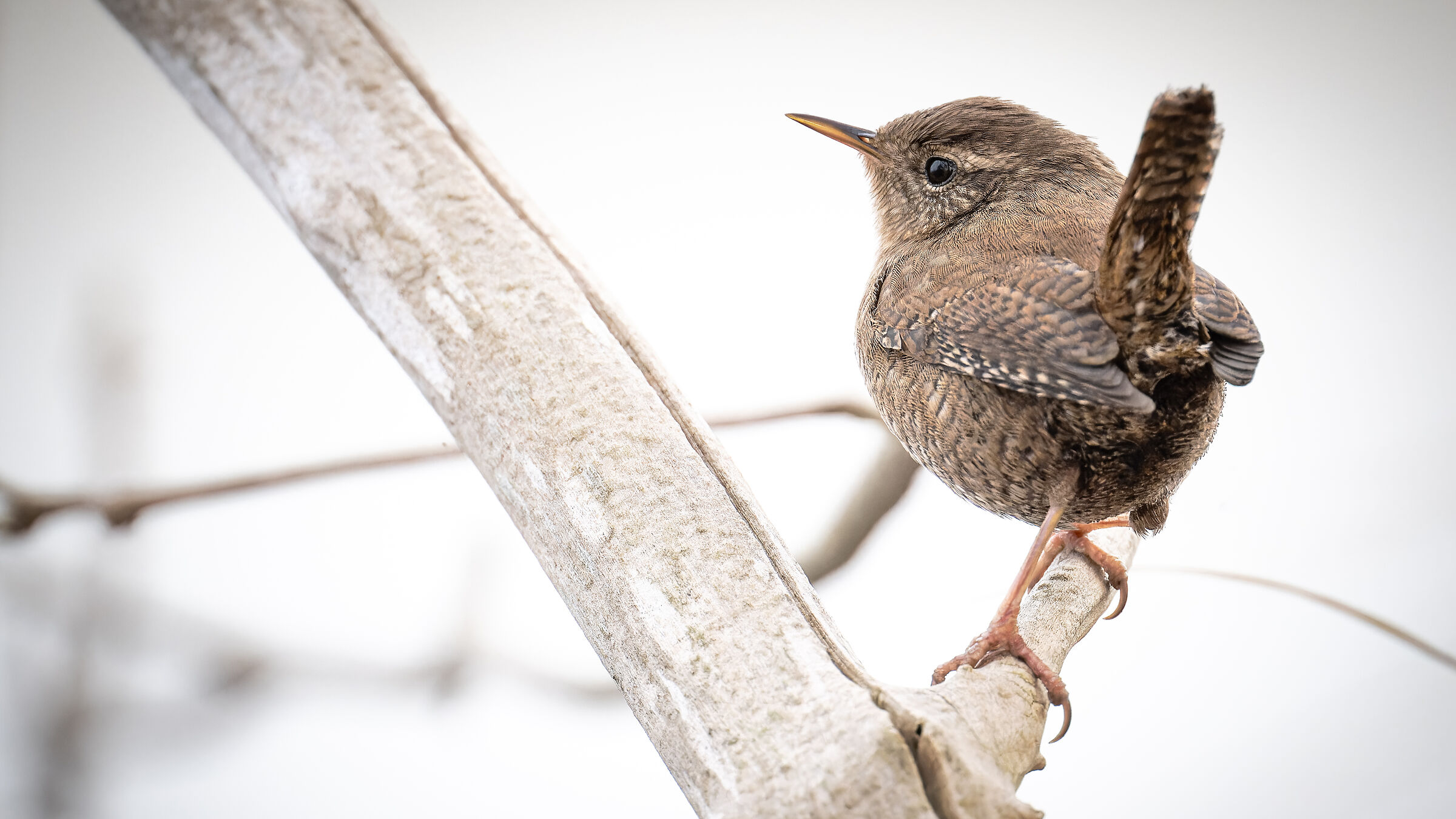 wren