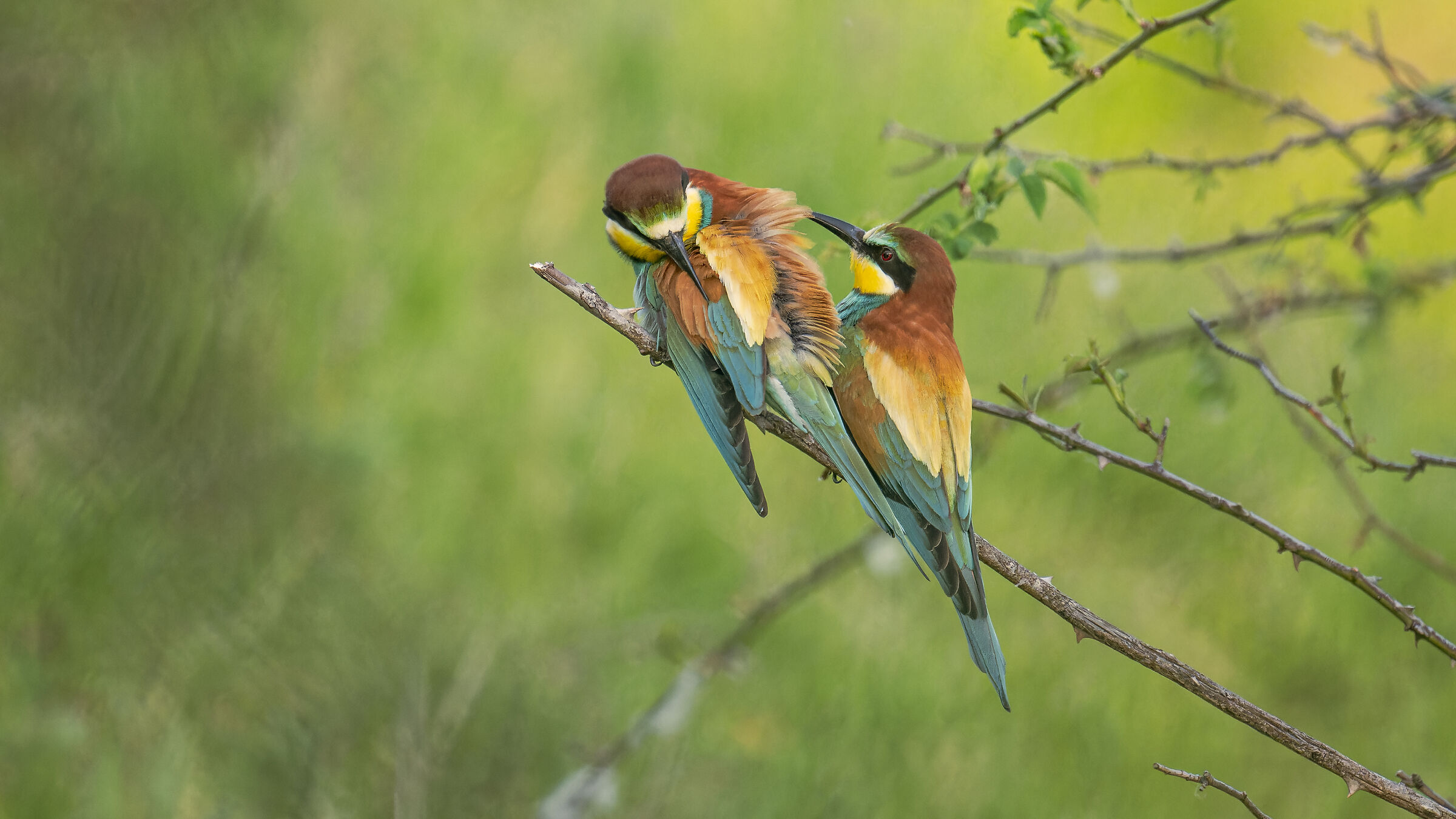 bee eater