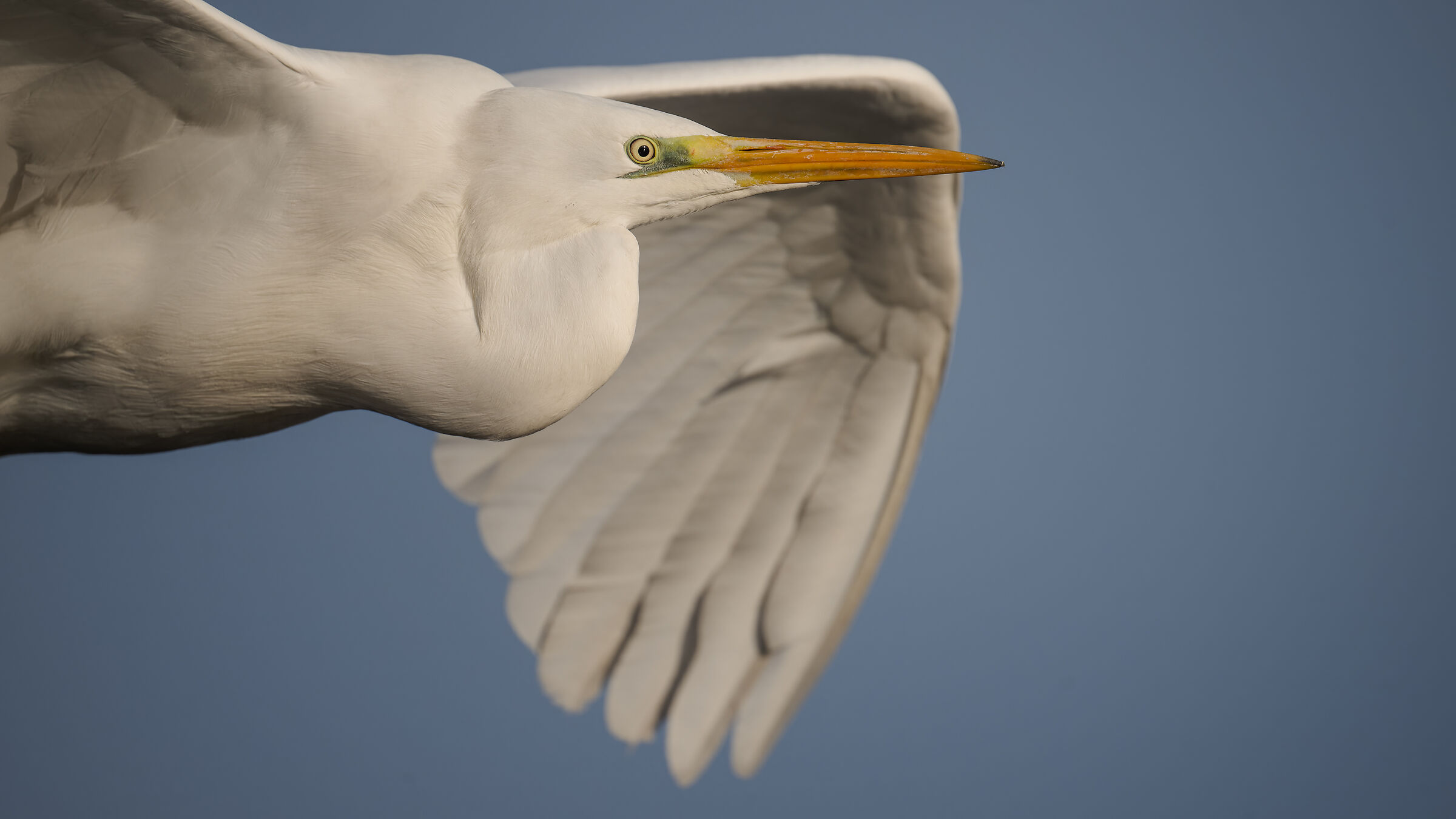great egret
