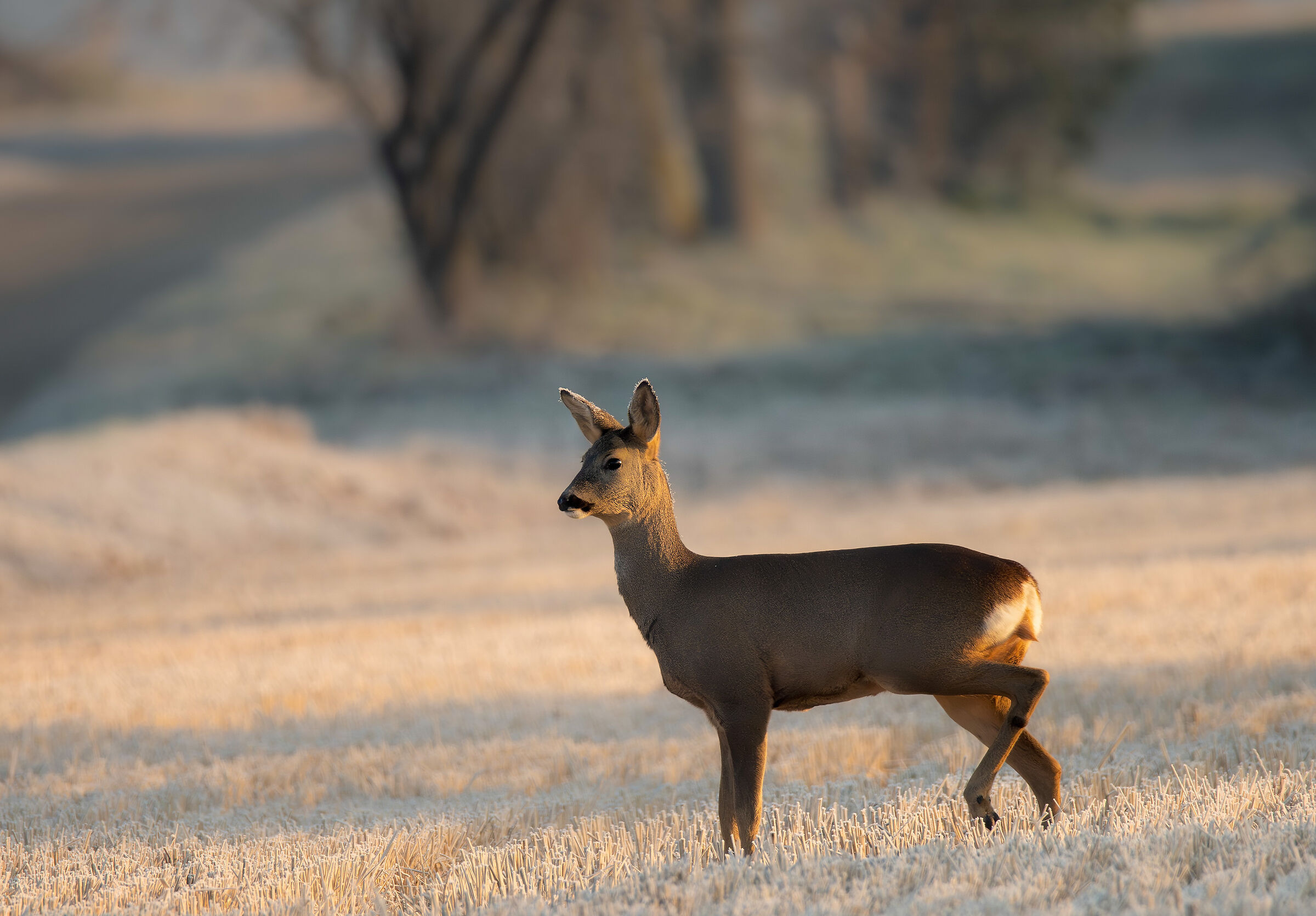Capriolo di pianura.