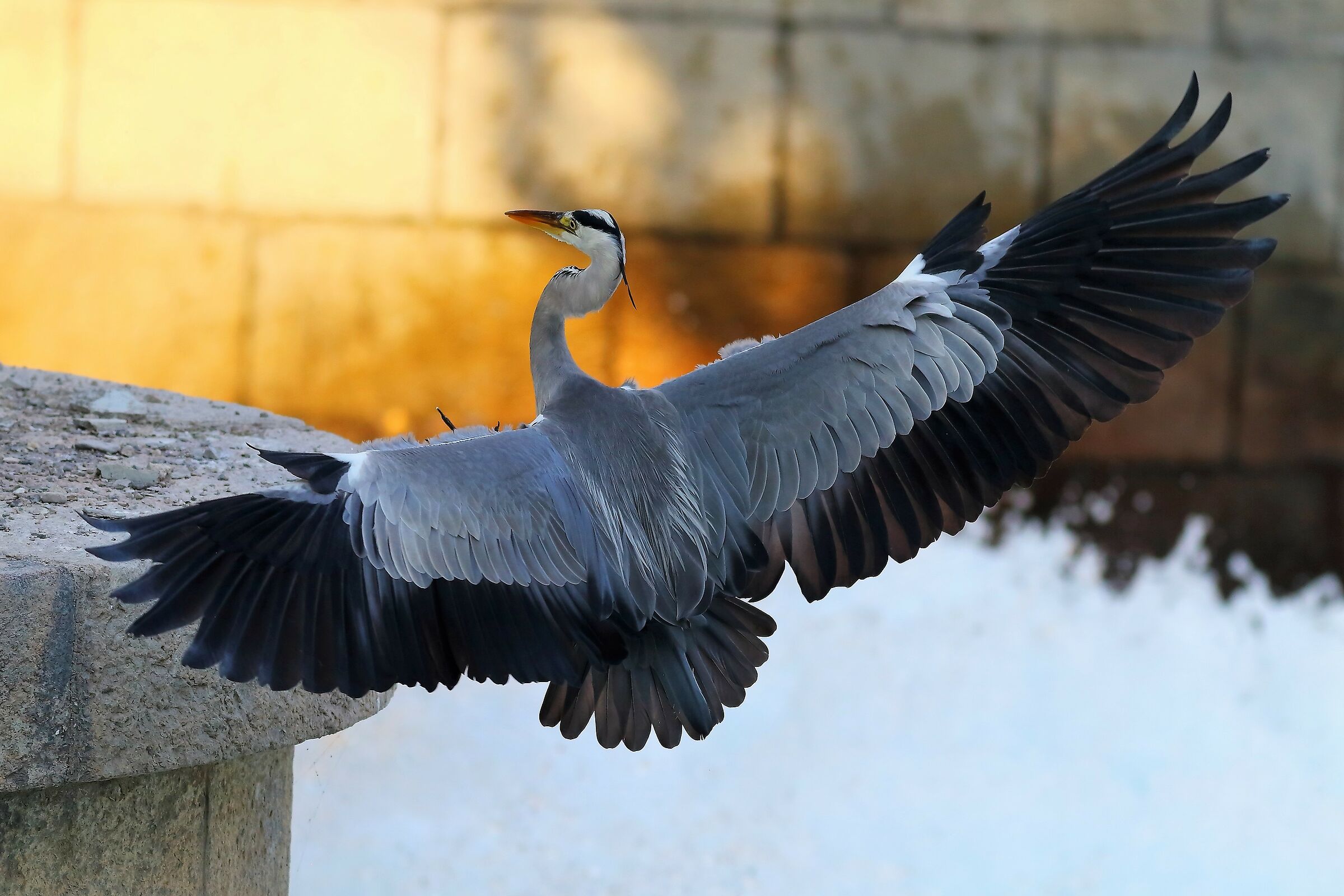 Cenerino 01 August 2023