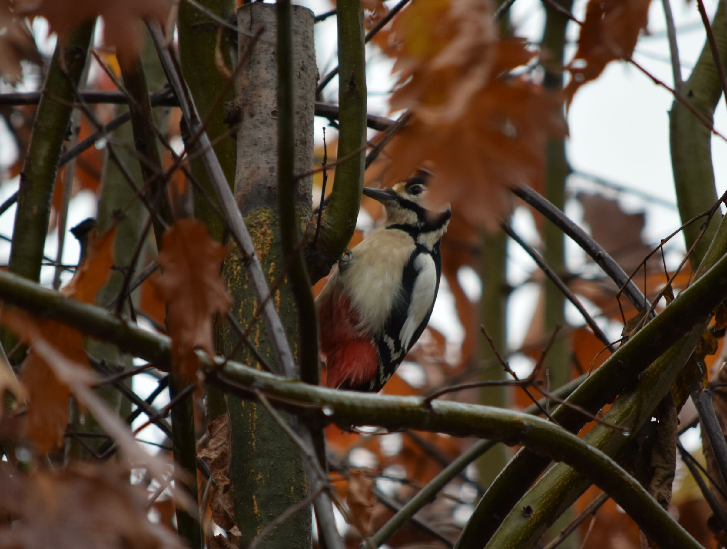 Great spotted woodpecker