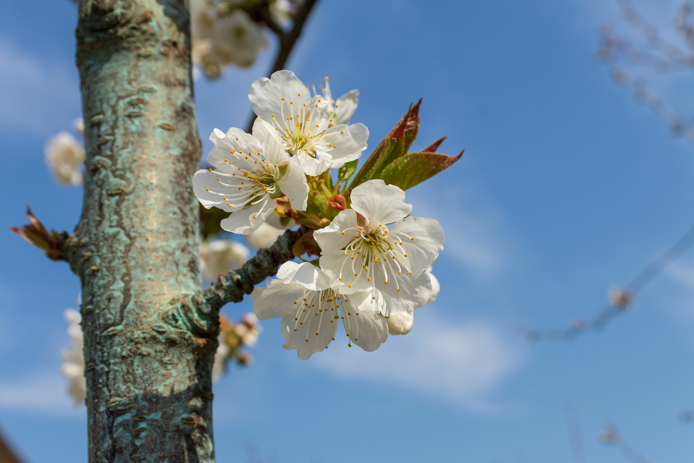 Prunus domestica