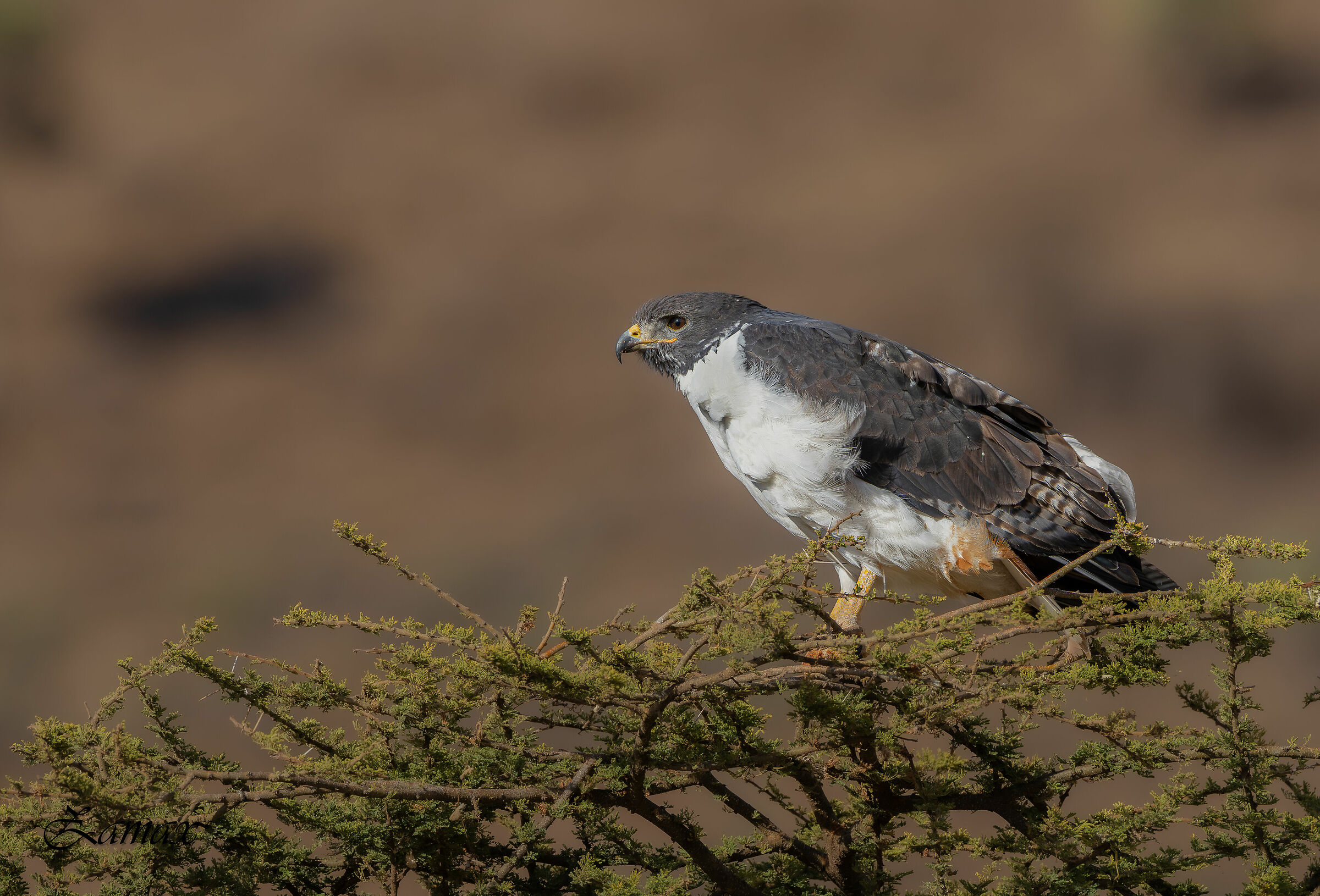 Poiana Augurale Nordafricana