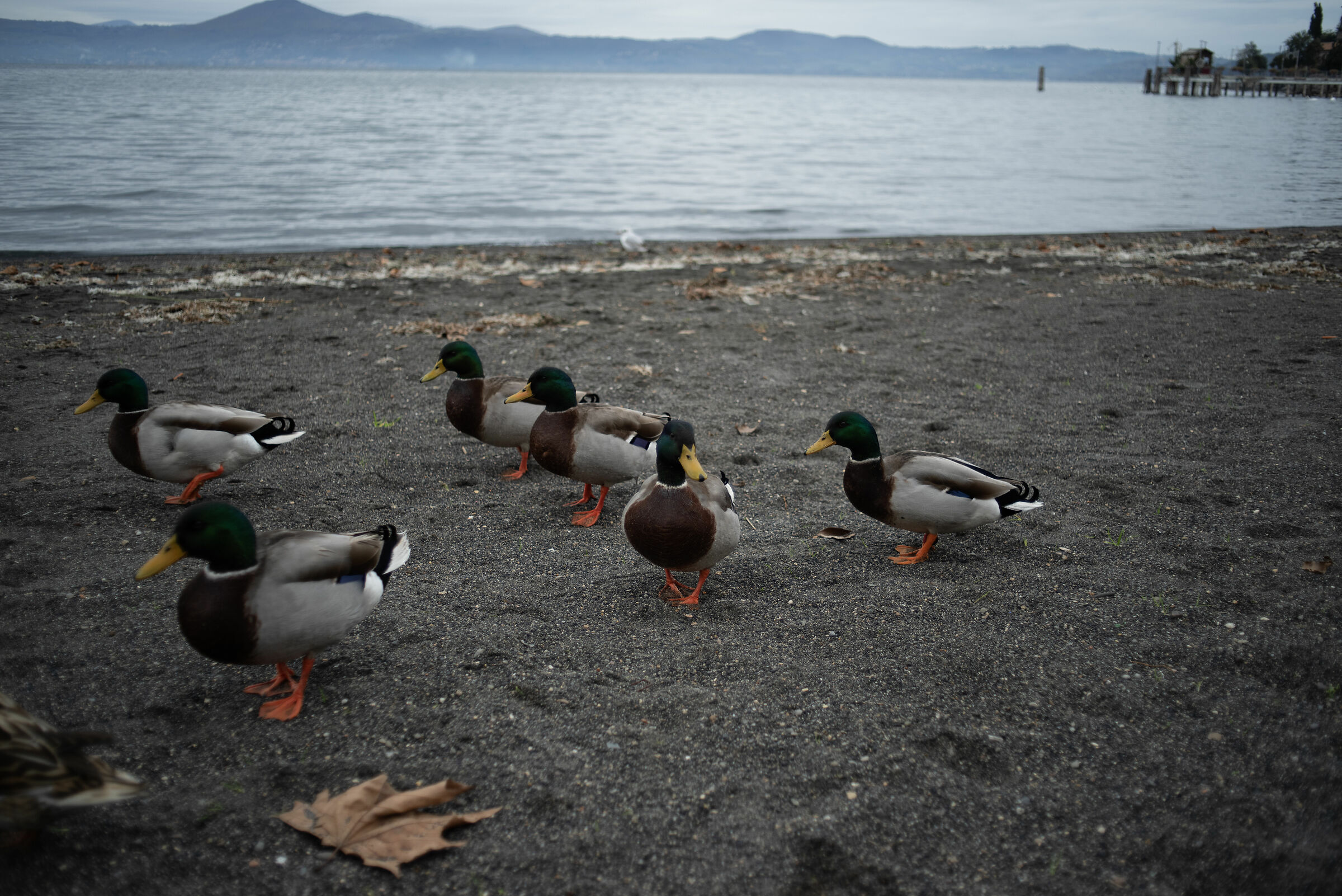 Papere ad Anguillara Sabazia Pentax 35mm f2.8 serie M