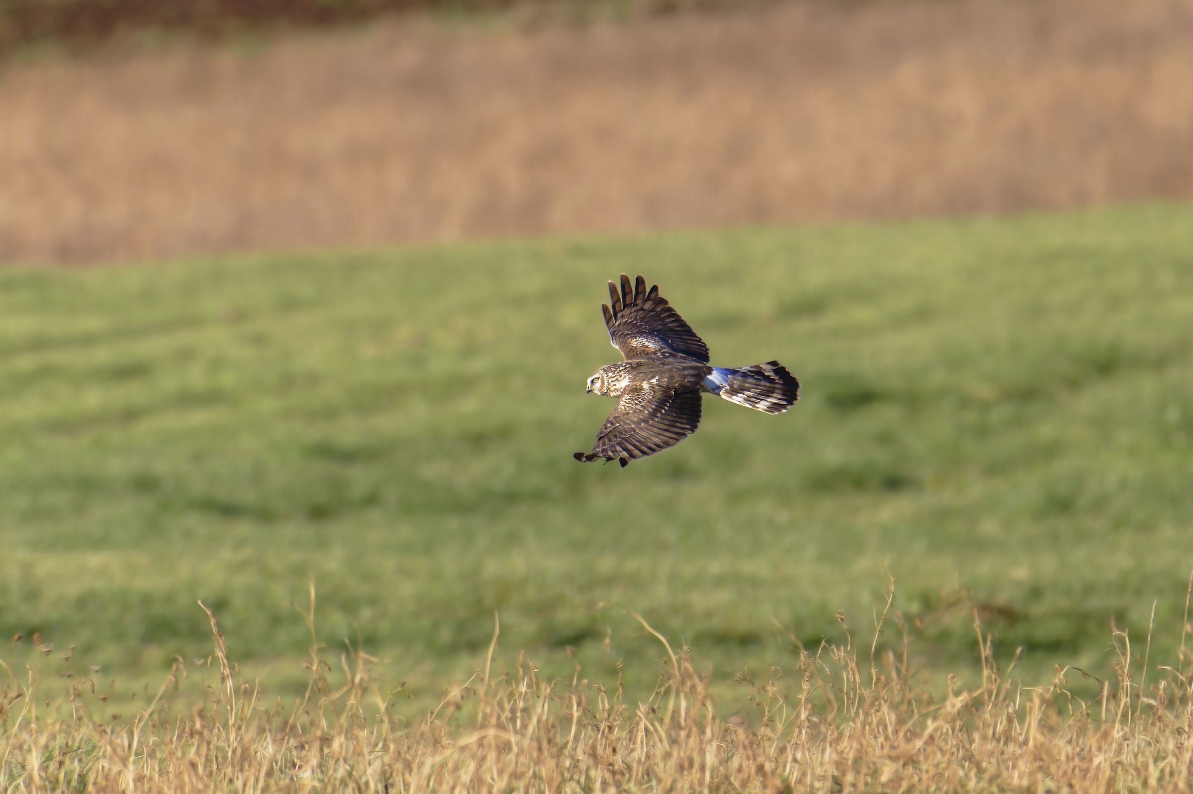 Hen harrier
