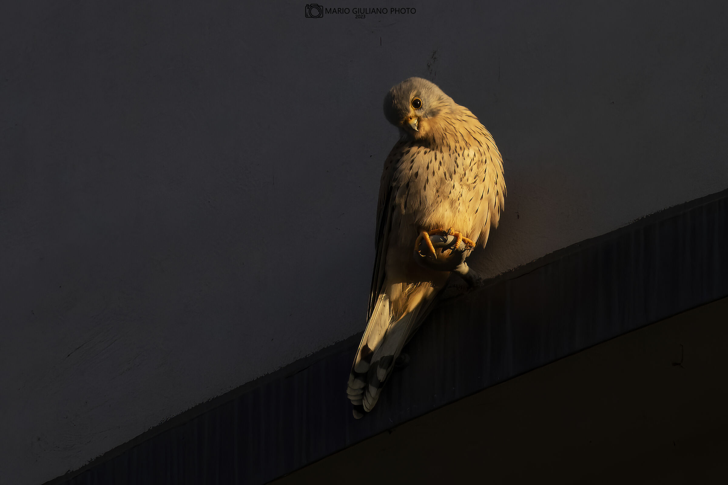Kestrel