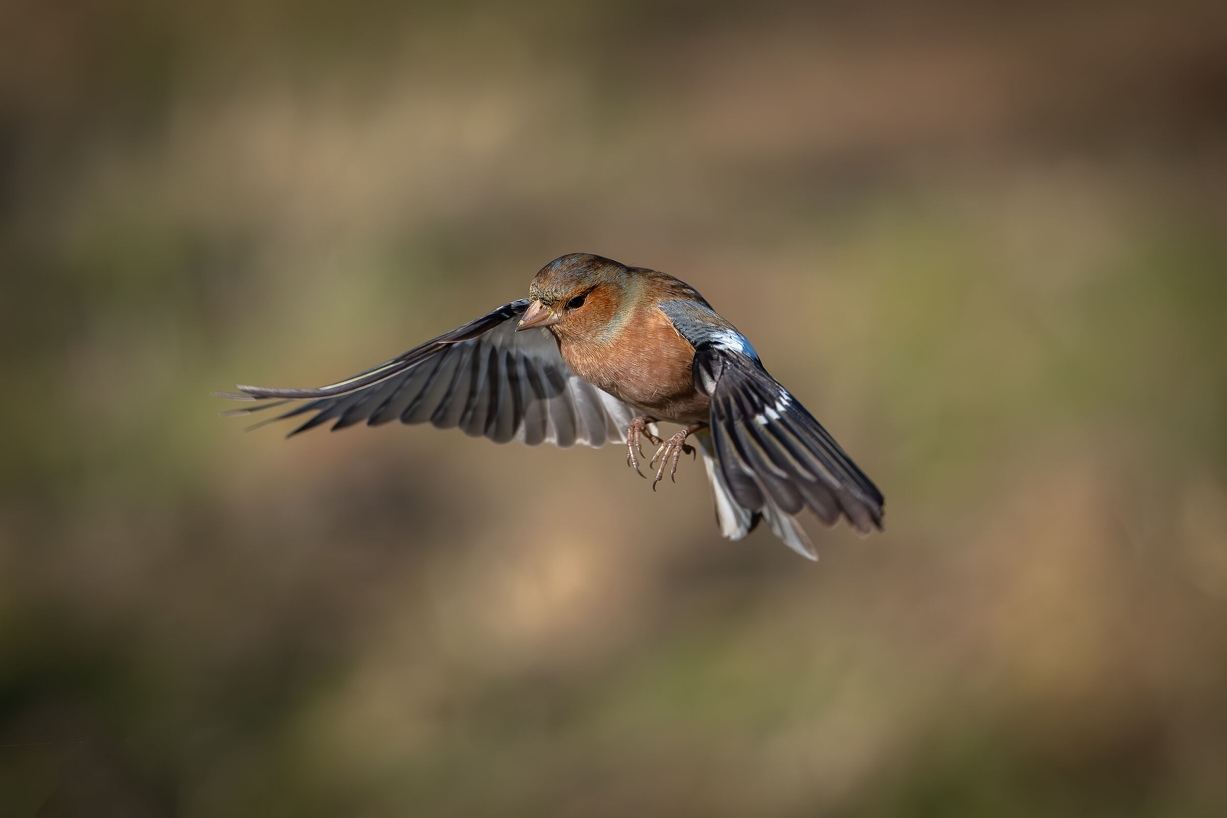 #capannocora Chaffinch