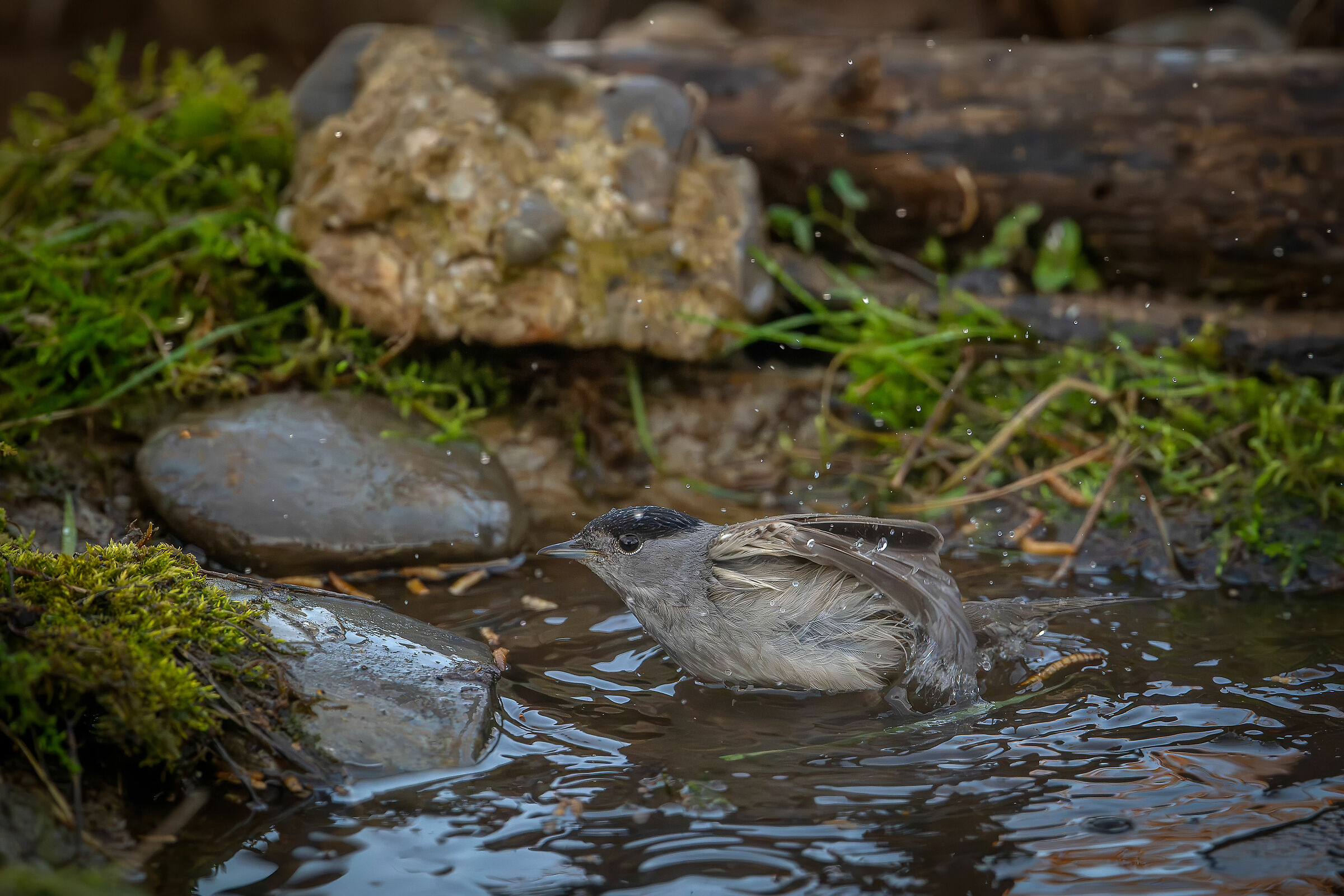Blackcap #capannocora