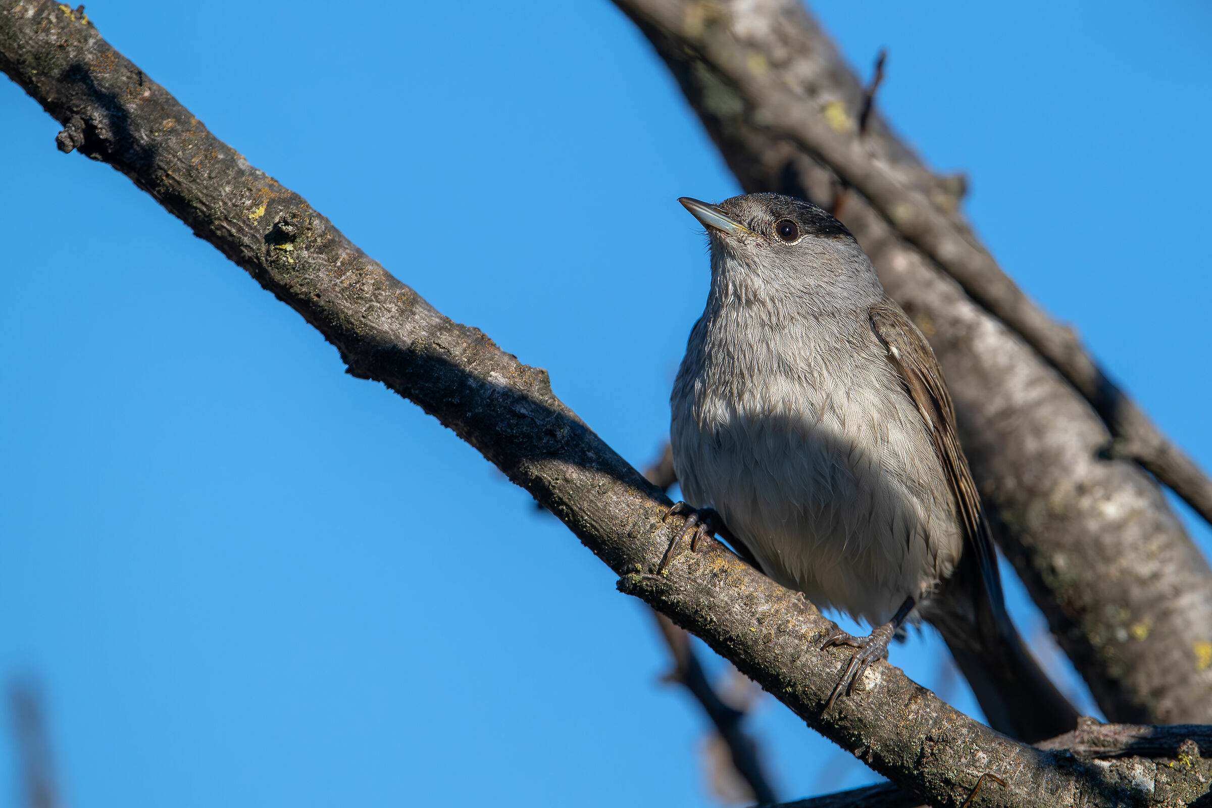 Blackcap #capannocora