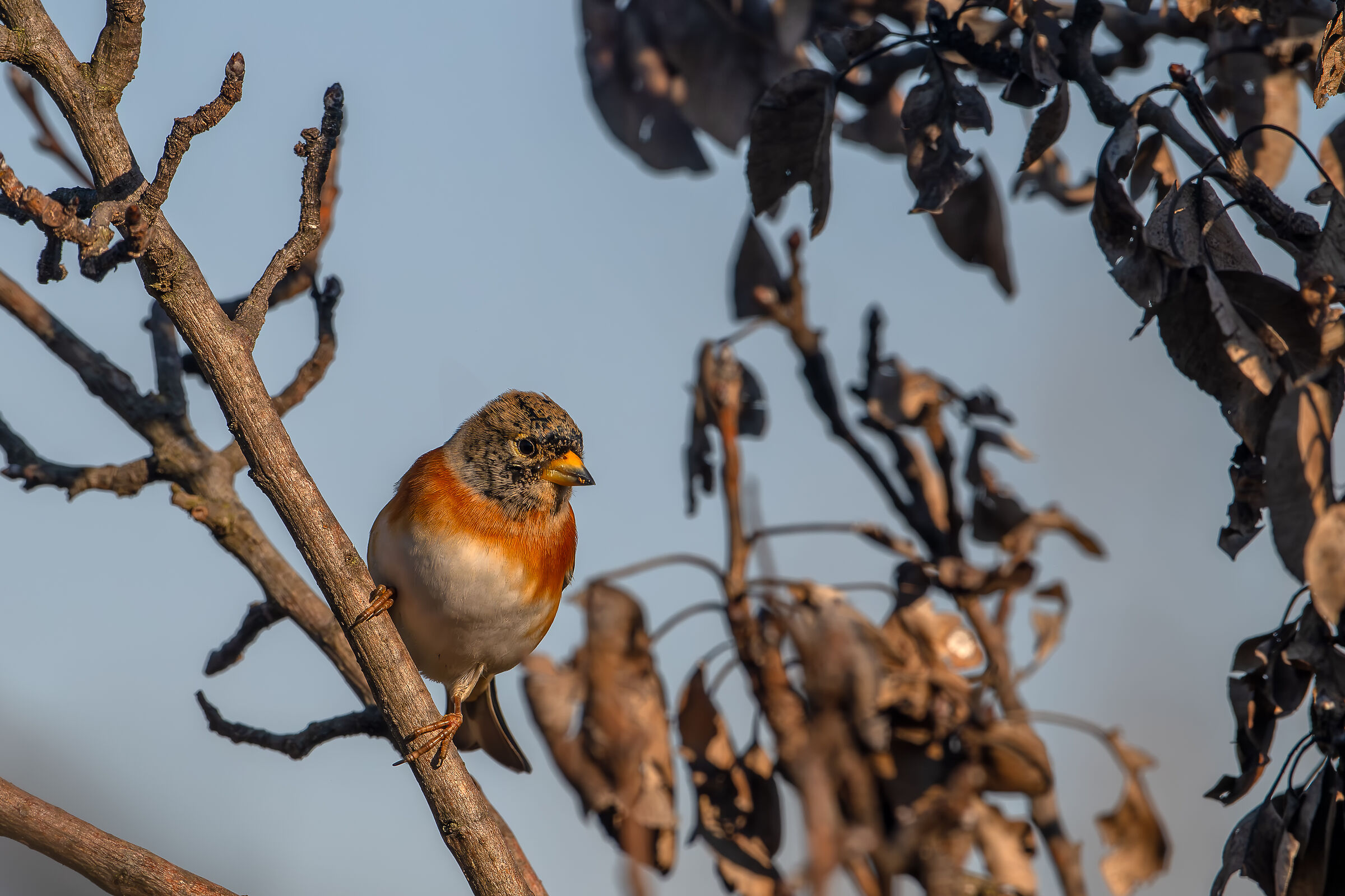 Peppola #capannocora