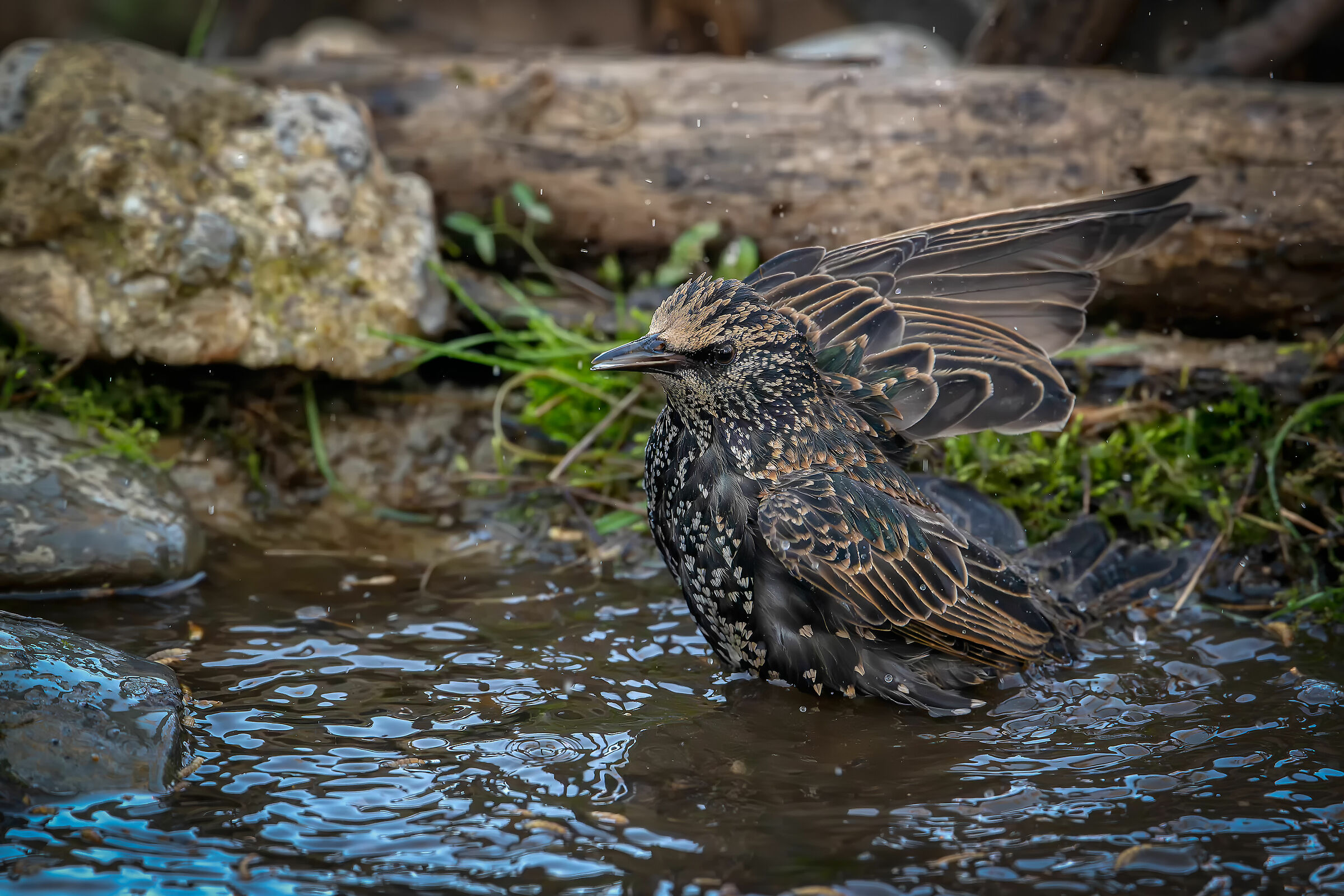 Reversal #capannocora