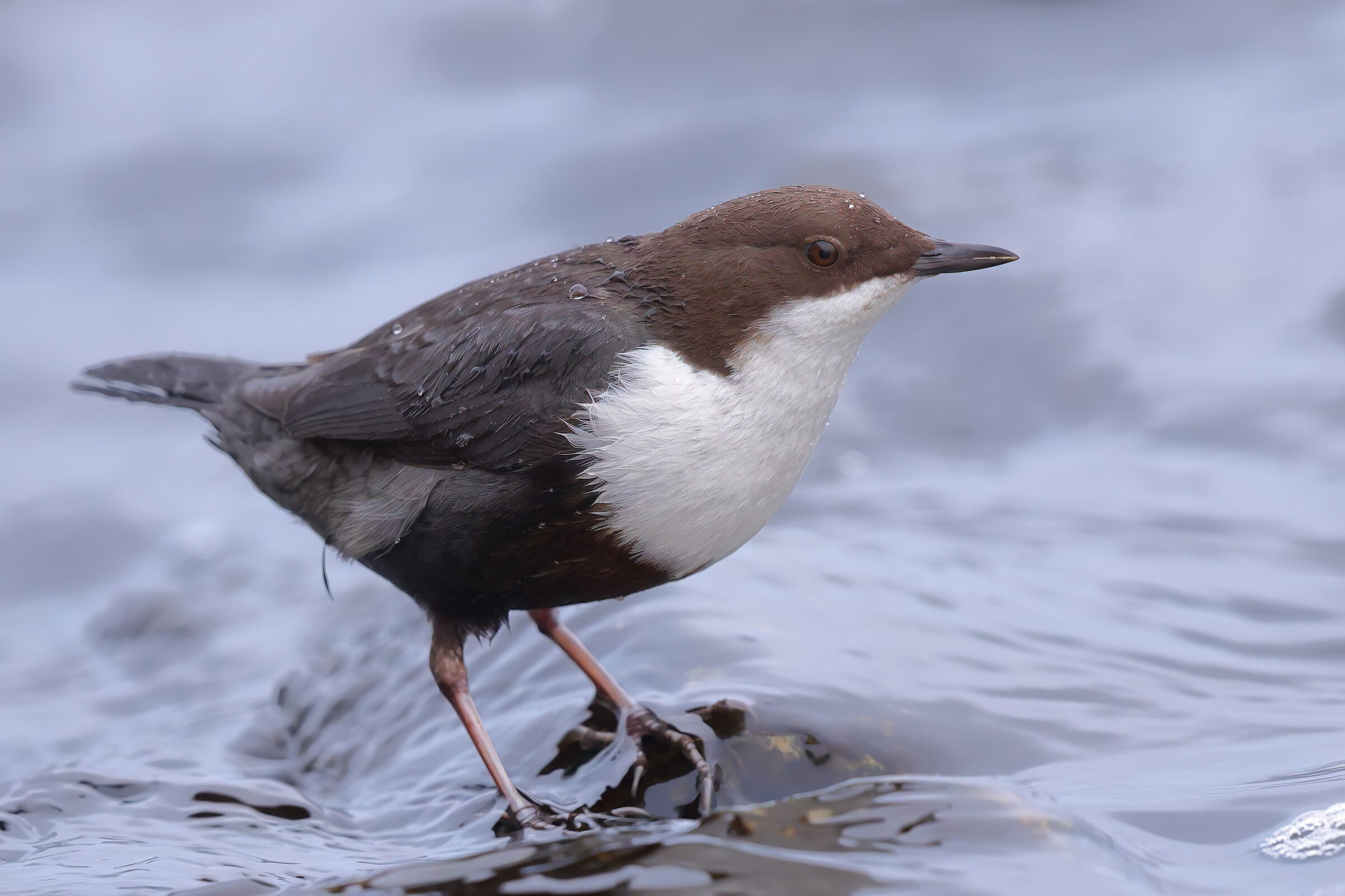 White-throated dipper