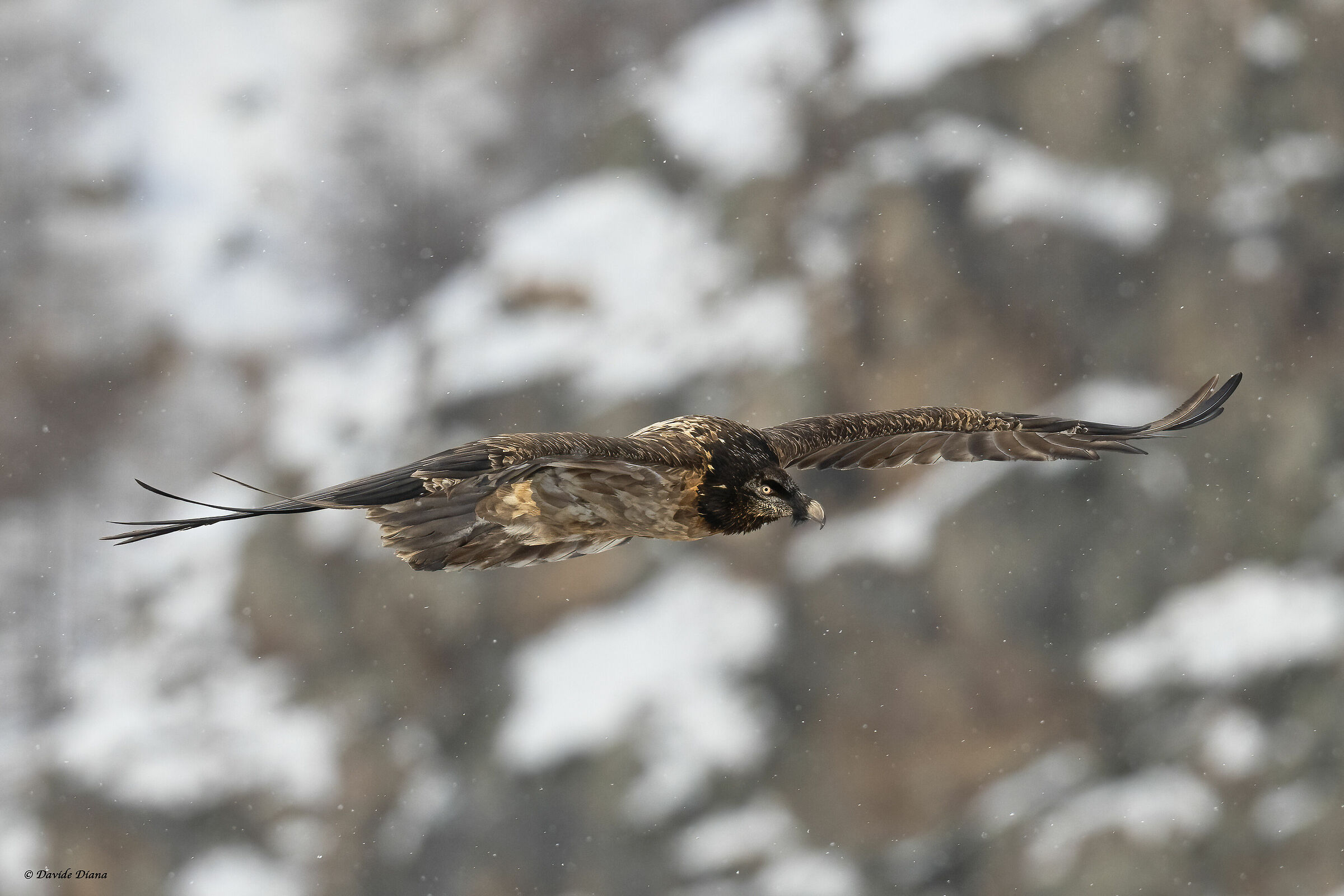 Gypaetus barbatus