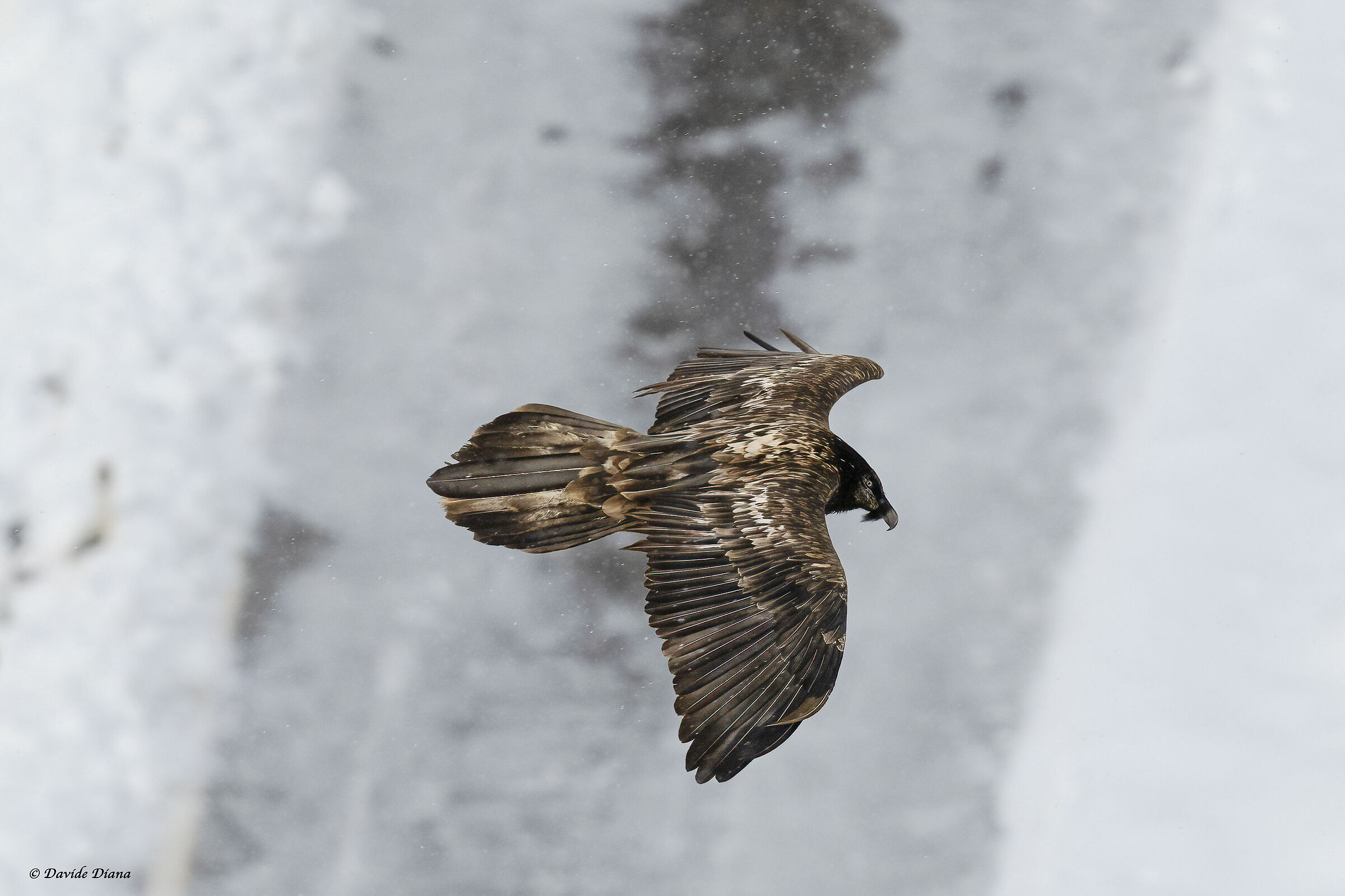 Gypaetus barbatus