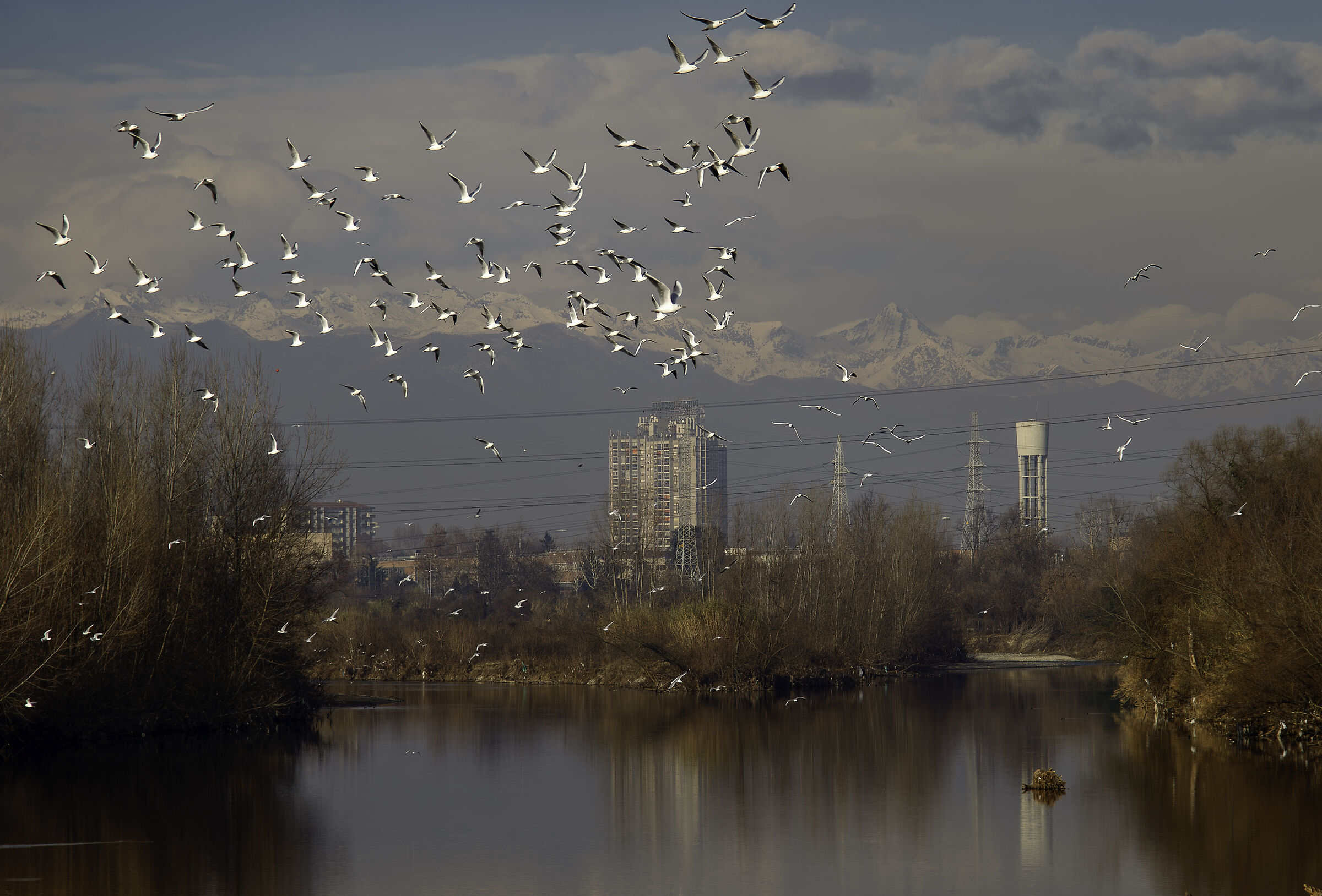 Flock