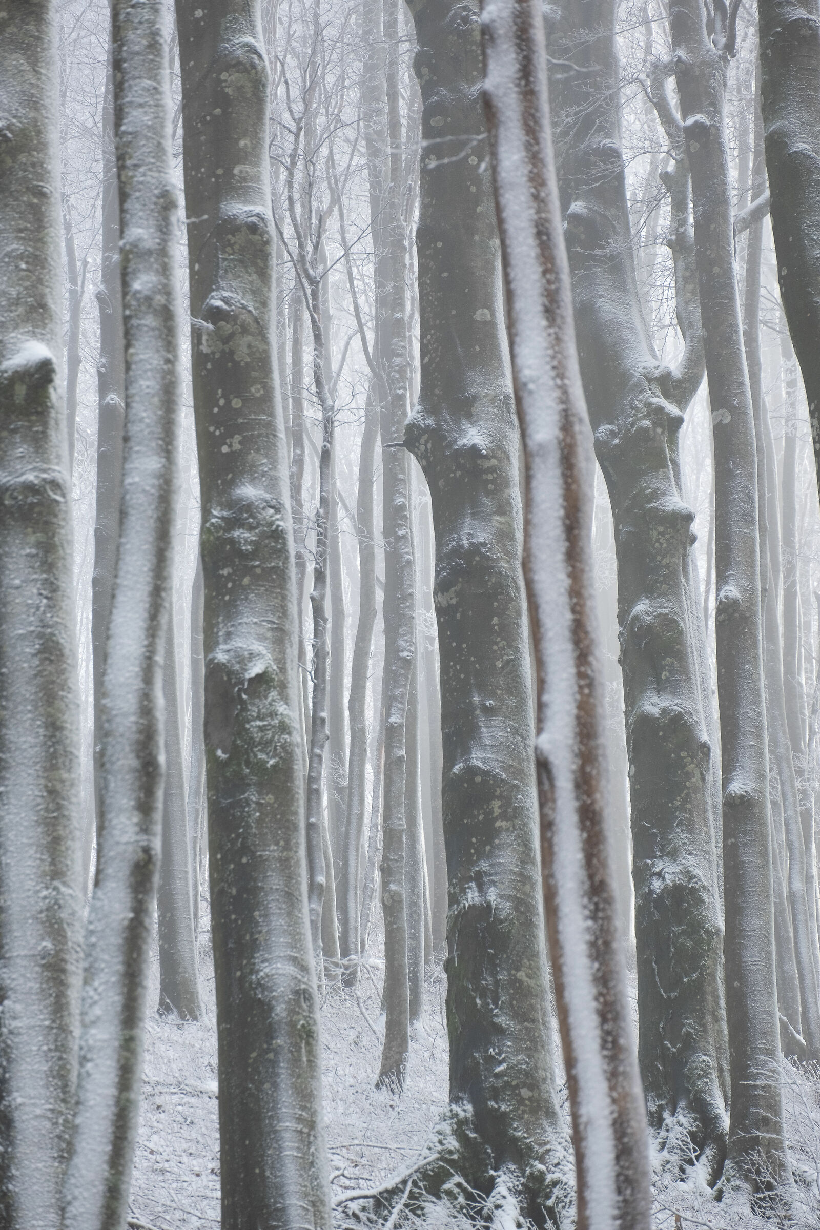 In the Silent Woods, Vertical Geometries 2