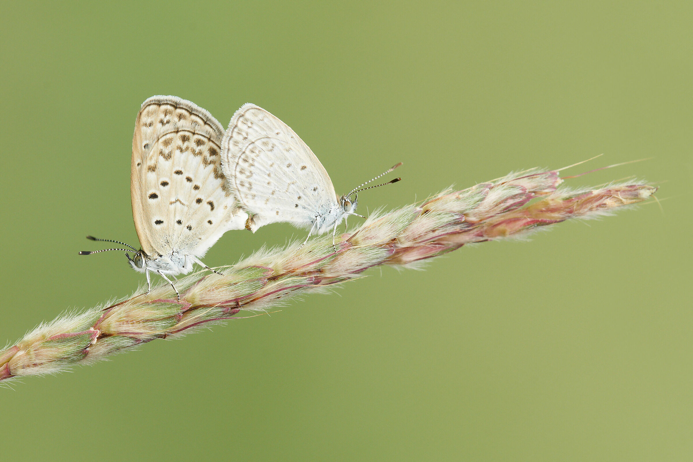 Coppia su stelo d'erba