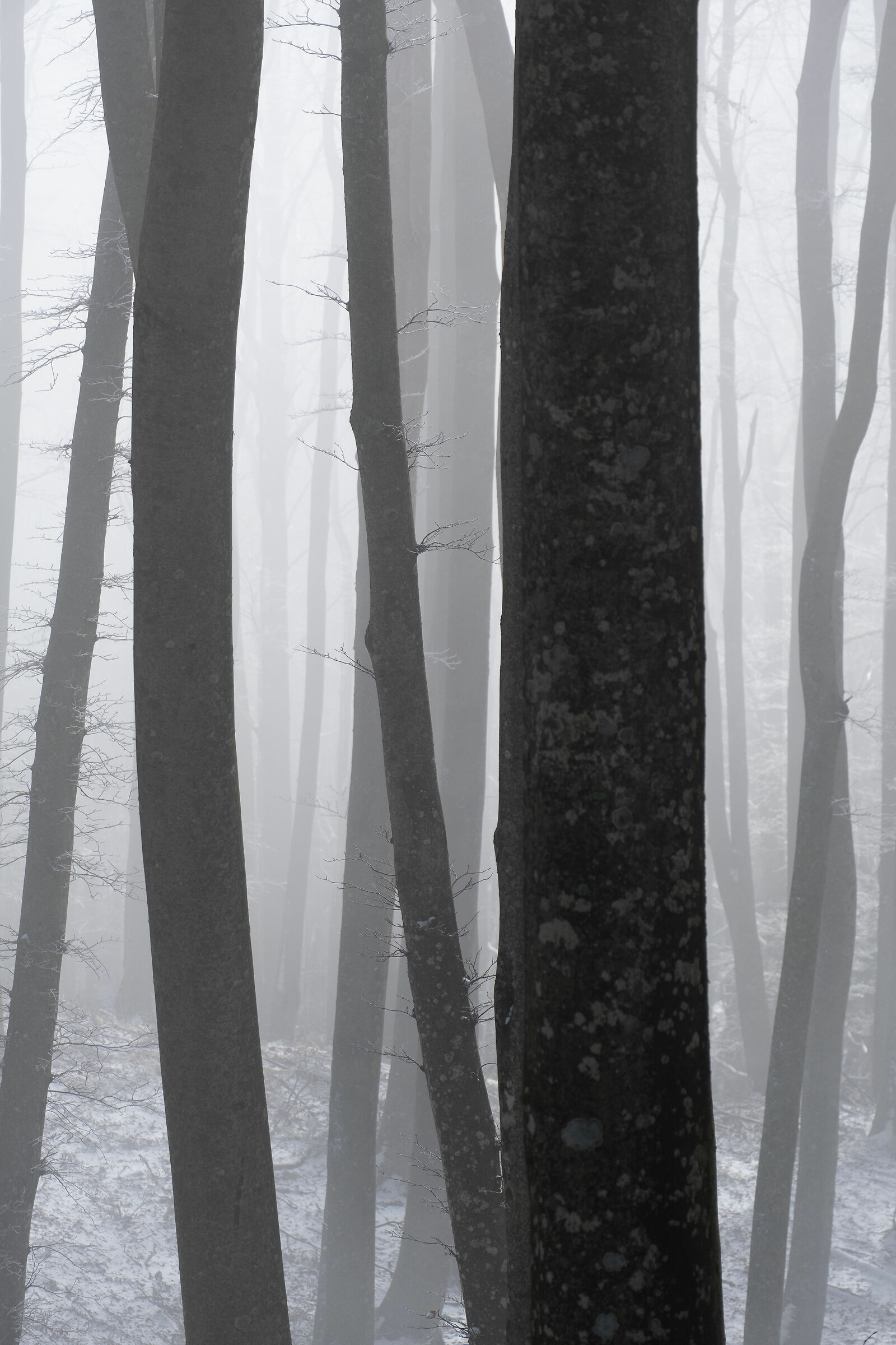 Silouette in the mist