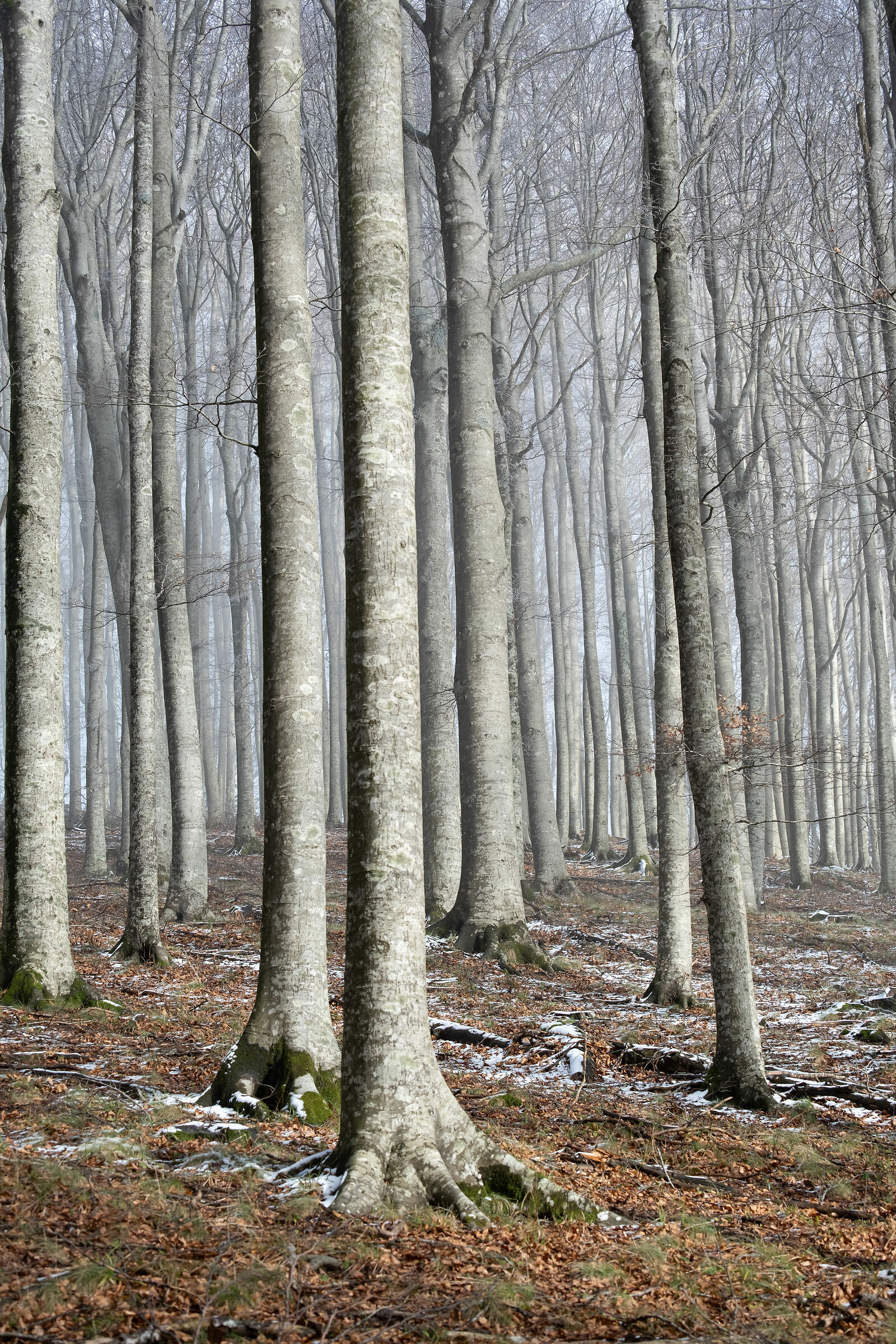 In the beech forest
