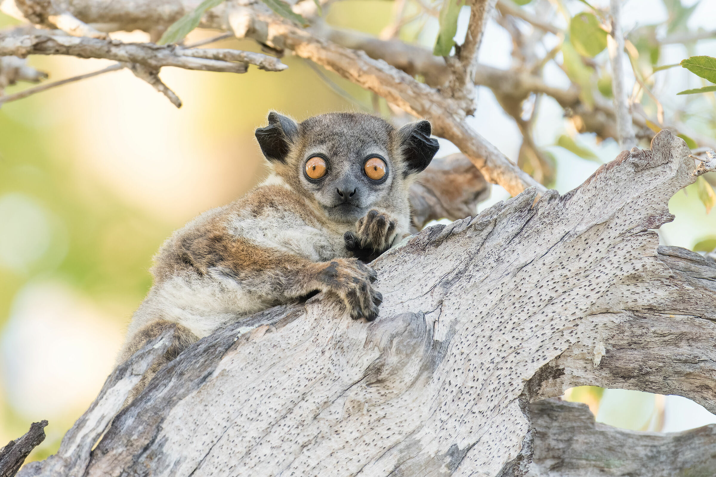 Lemure sportivo di Petter