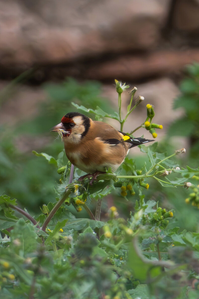 Goldfinch