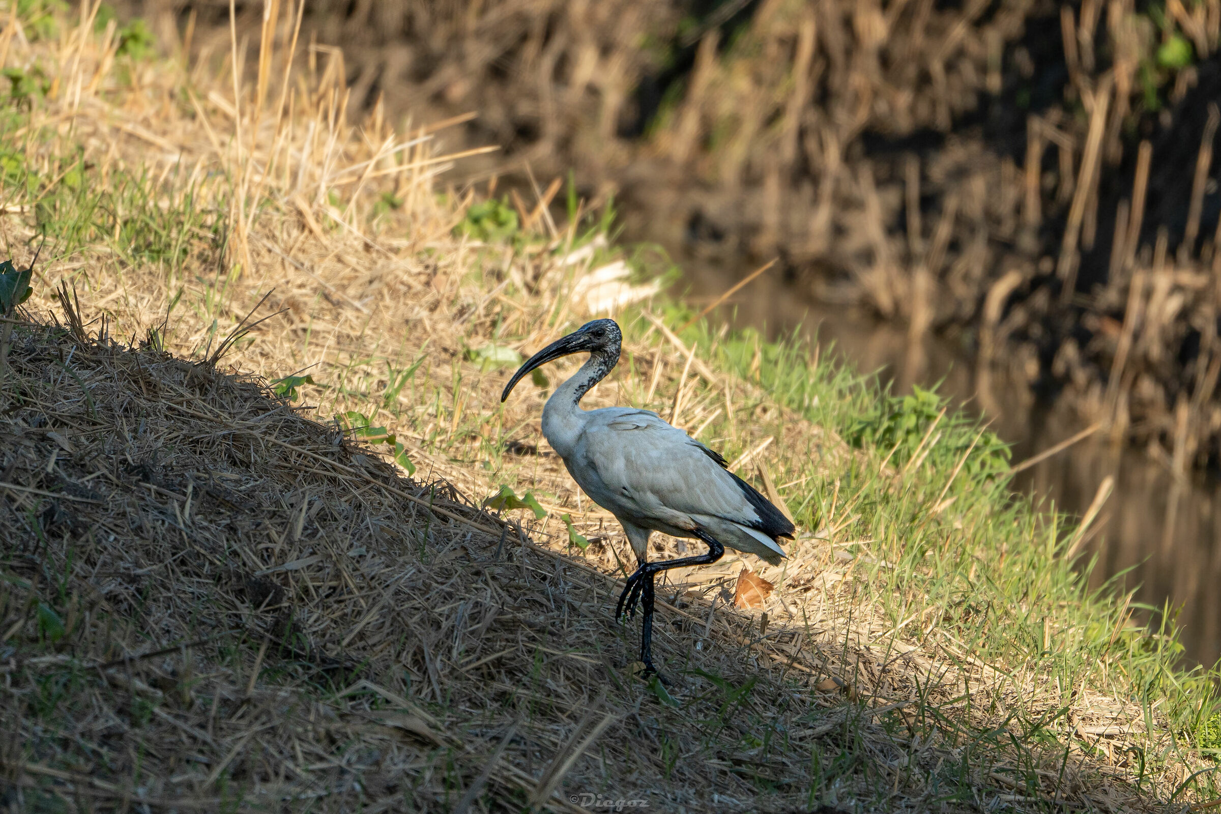 e fu cosi' che l'ibis sacro arrivo' pure a Roma....