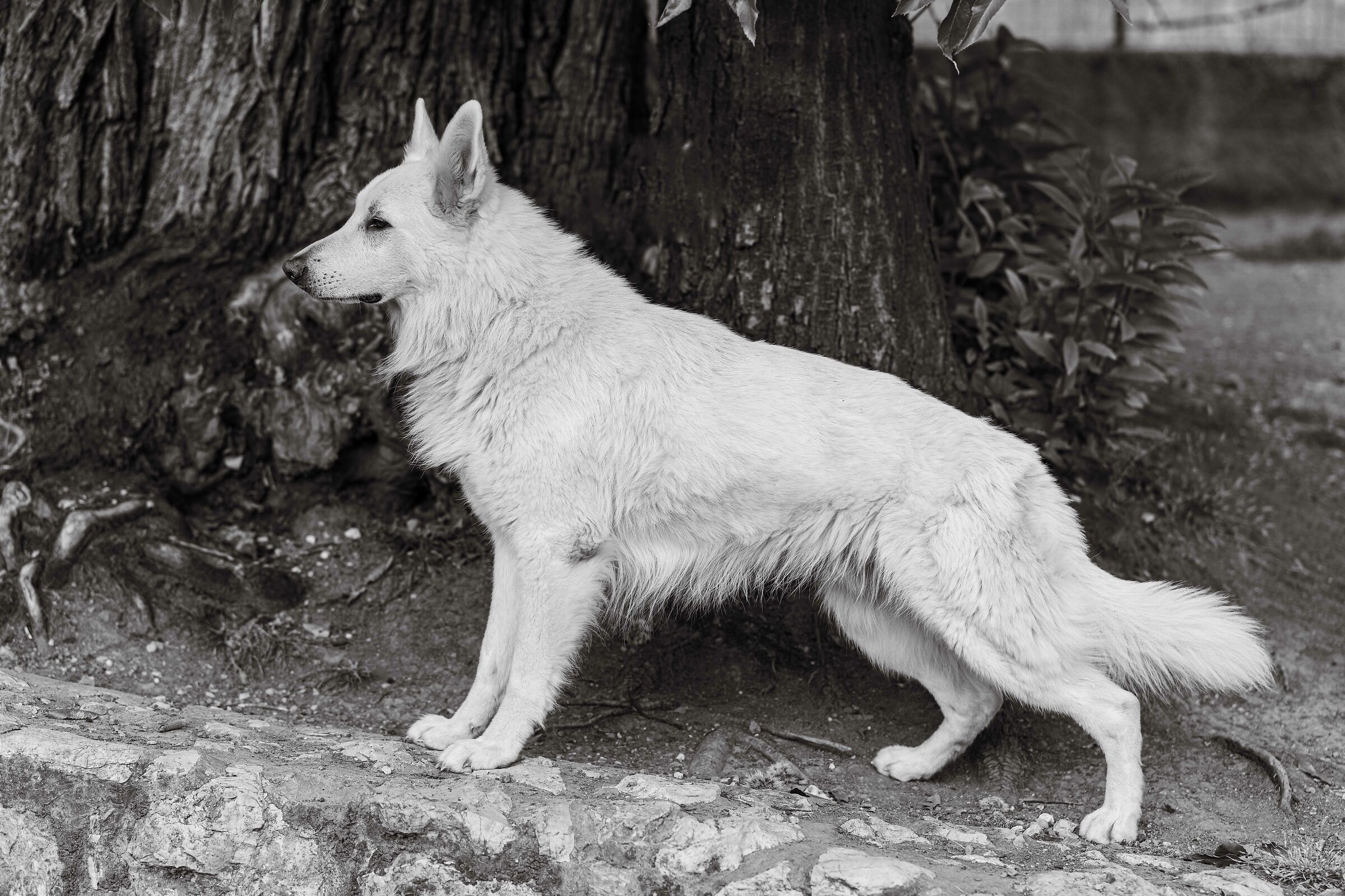 Numa Pompilio della Vittoria Alata - PSB