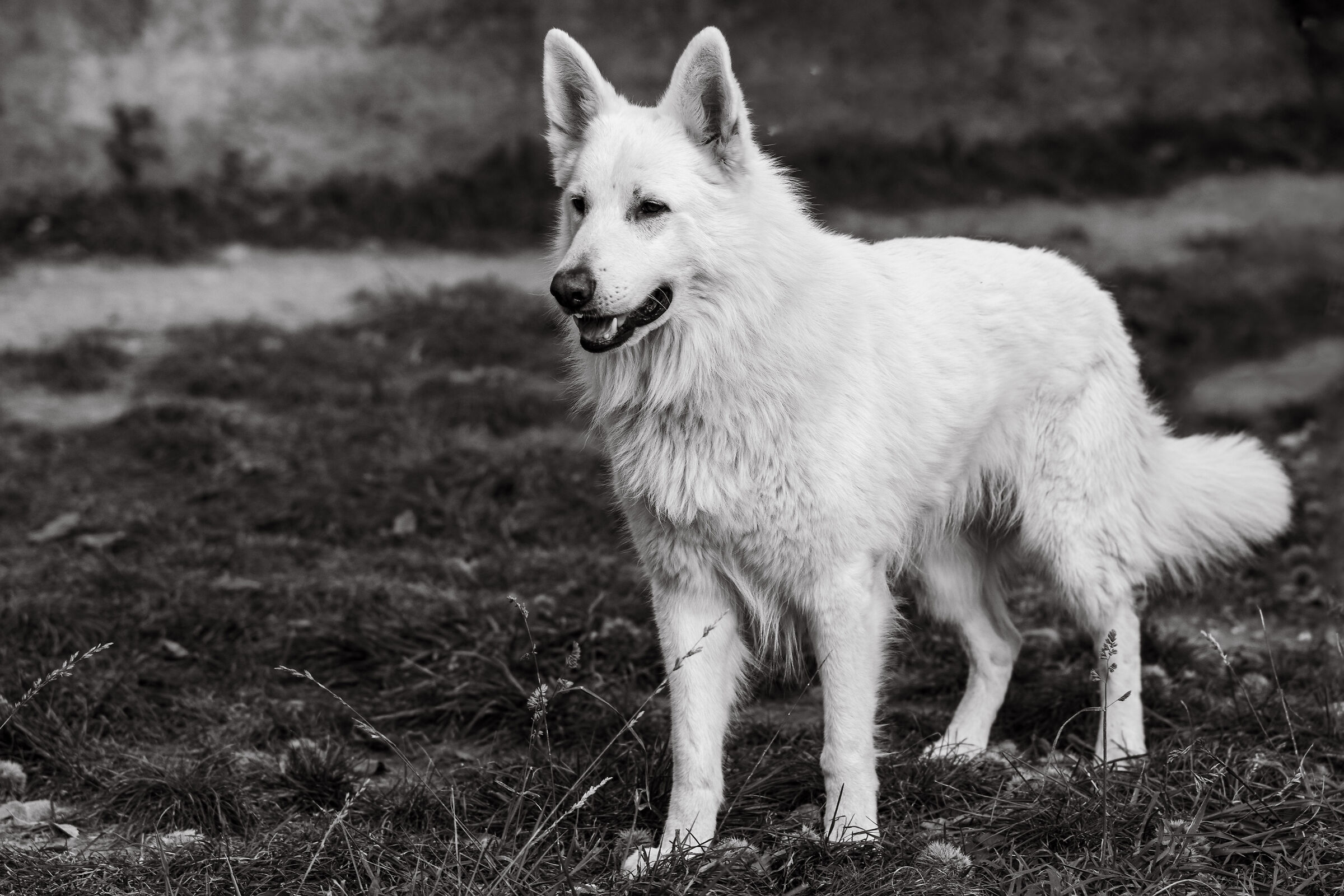 Numa Pompilio della Vittoria Alata - PSB