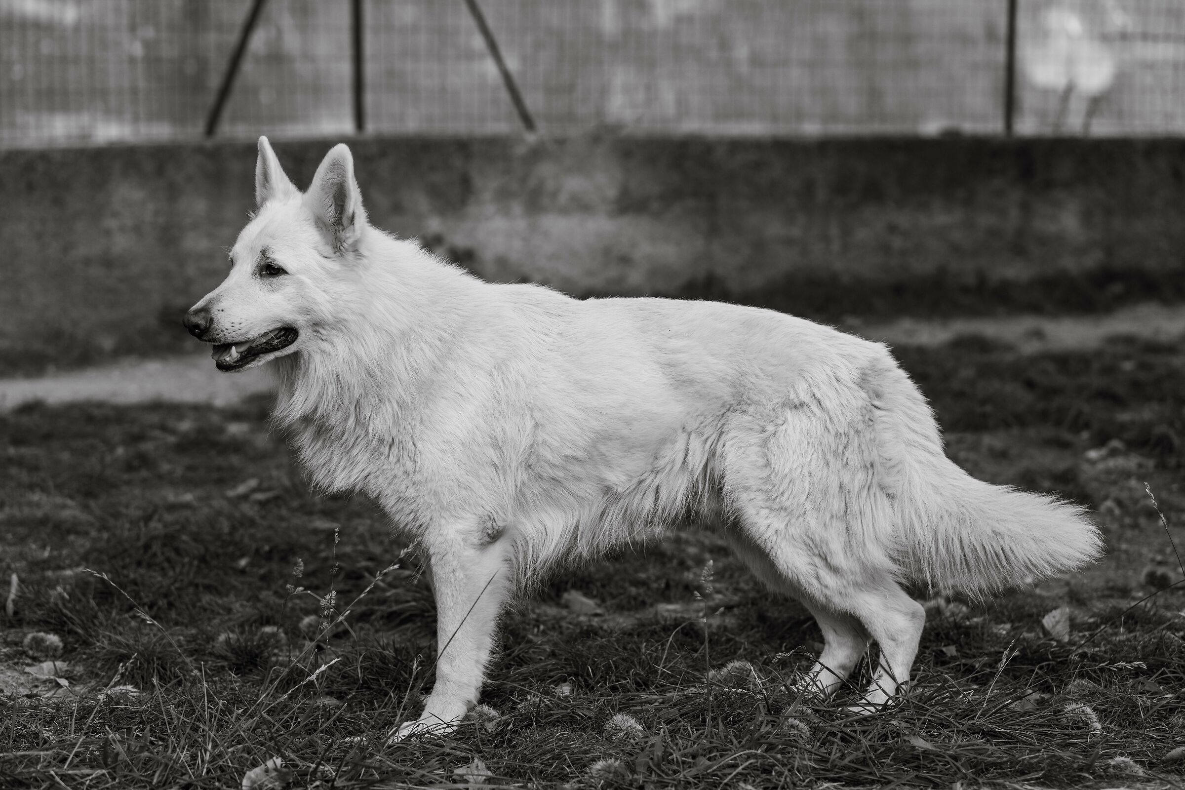 Numa Pompilio della Vittoria Alata - PSB