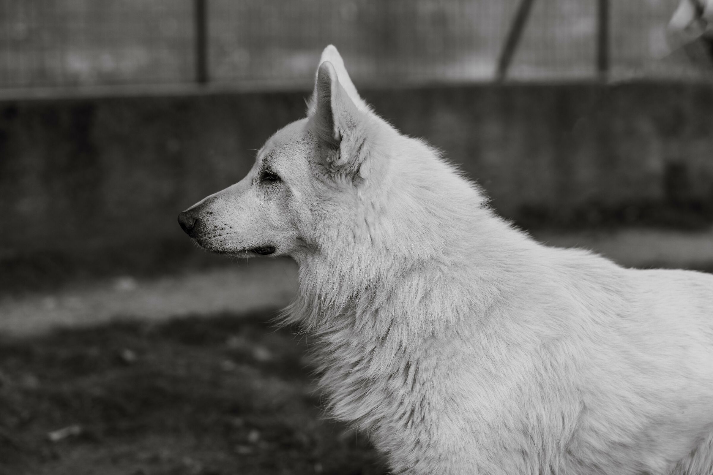 Numa Pompilio della Vittoria Alata - PSB