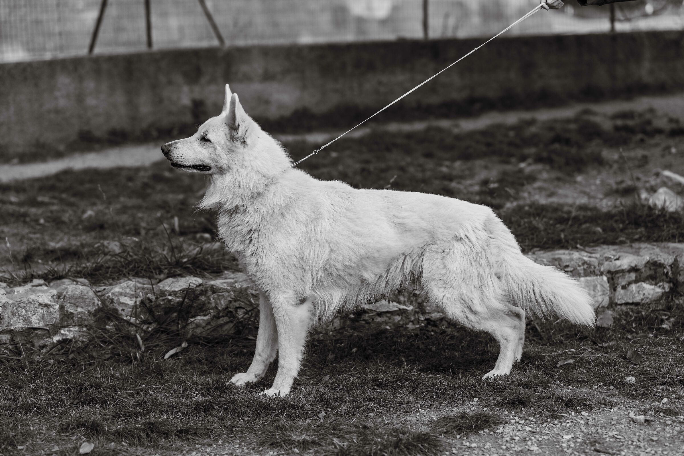 Numa Pompilio della Vittoria Alata - PSB