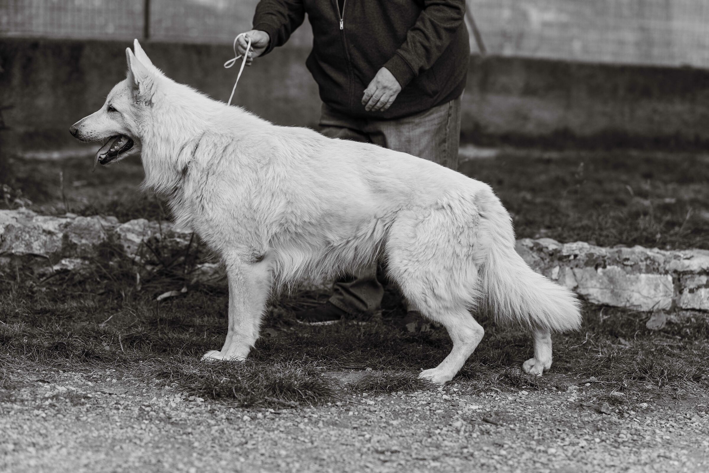 Numa Pompilio della Vittoria Alata - PSB