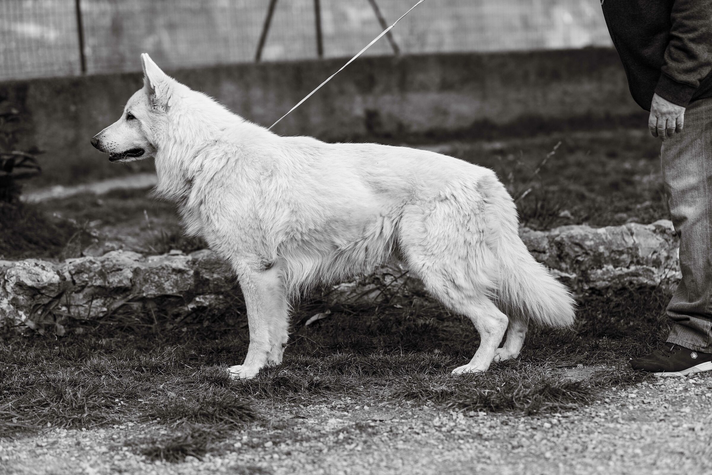 Numa Pompilio della Vittoria Alata - PSB
