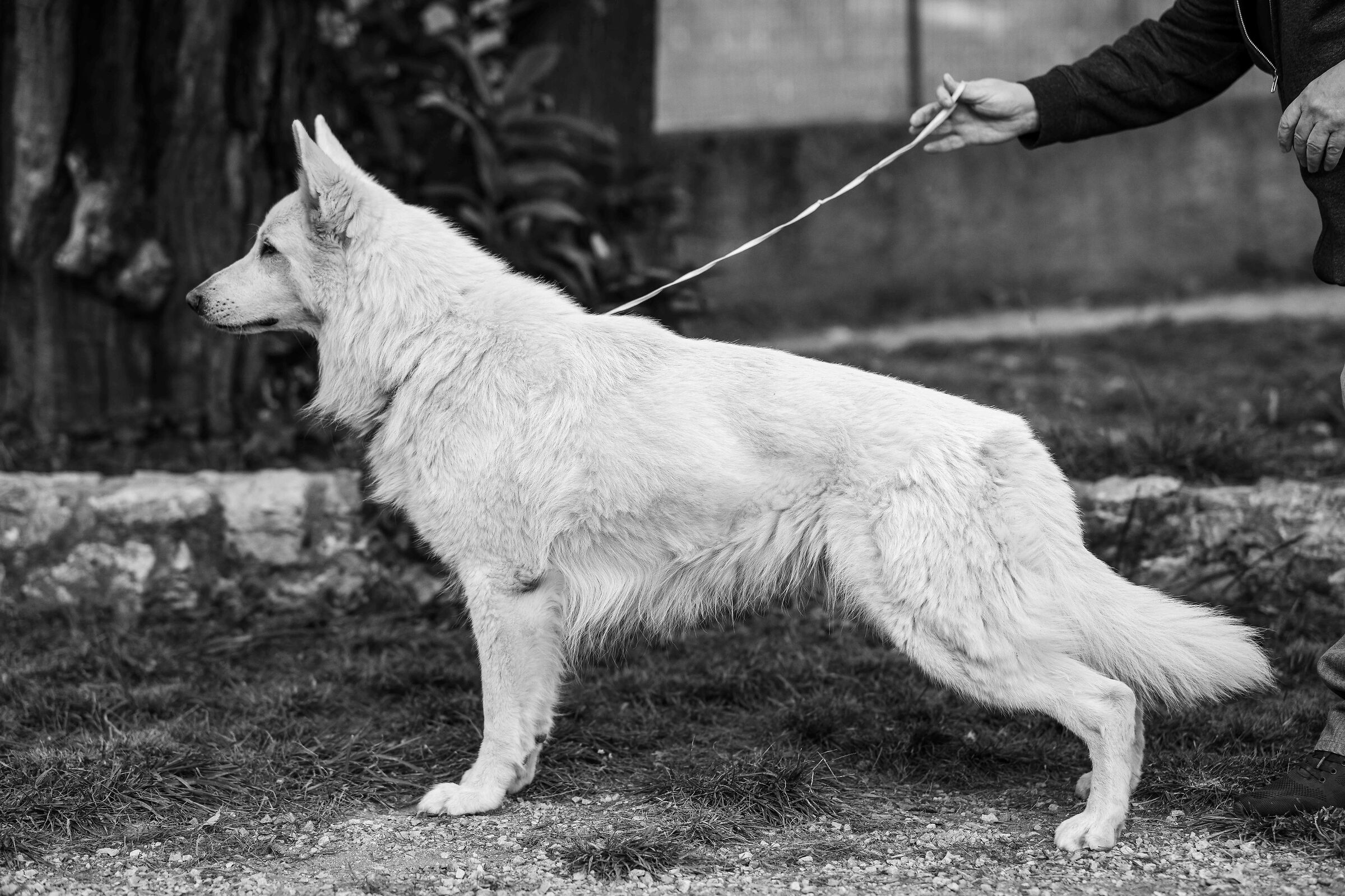 Numa Pompilio della Vittoria Alata - PSB