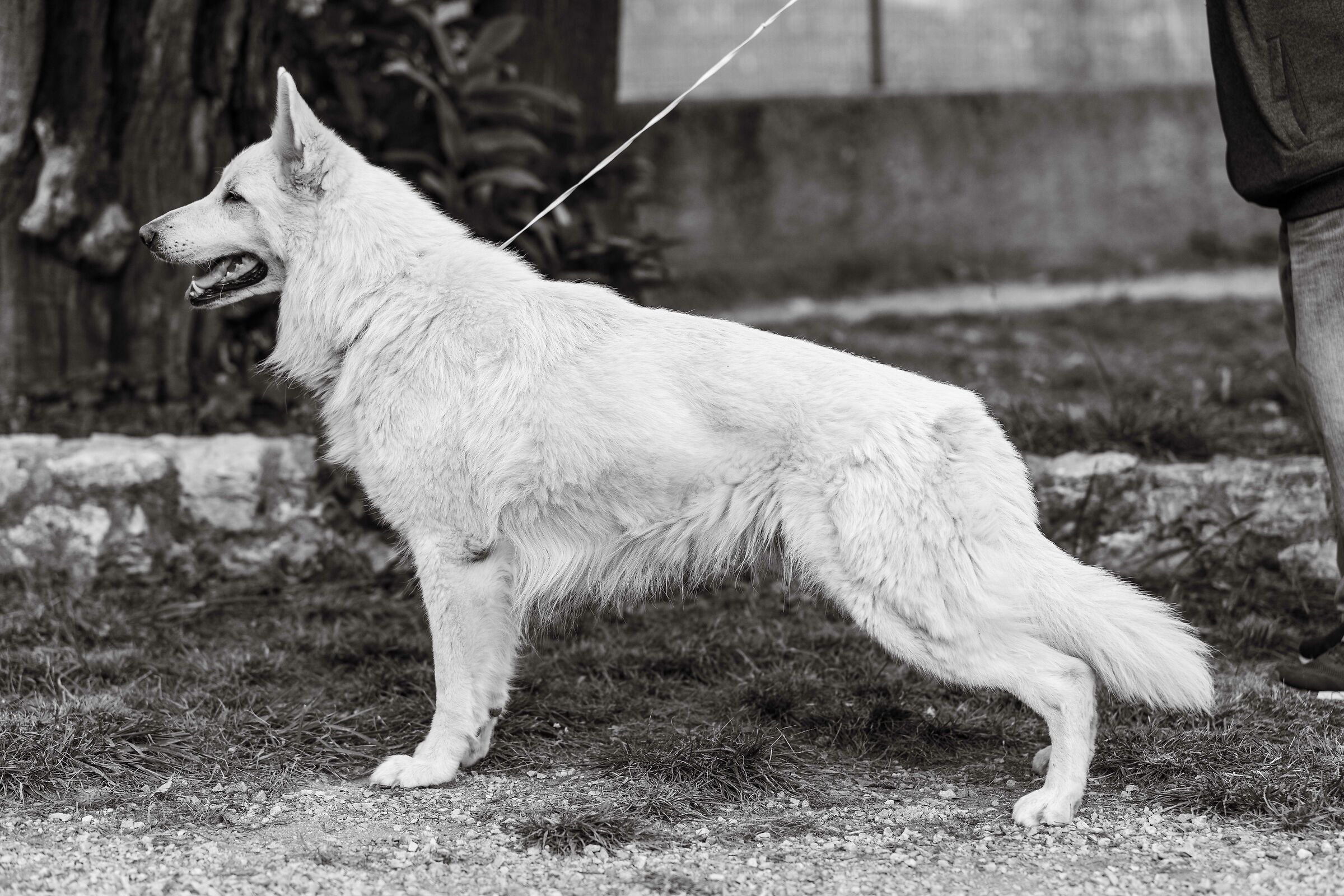 Numa Pompilio della Vittoria Alata - PSB