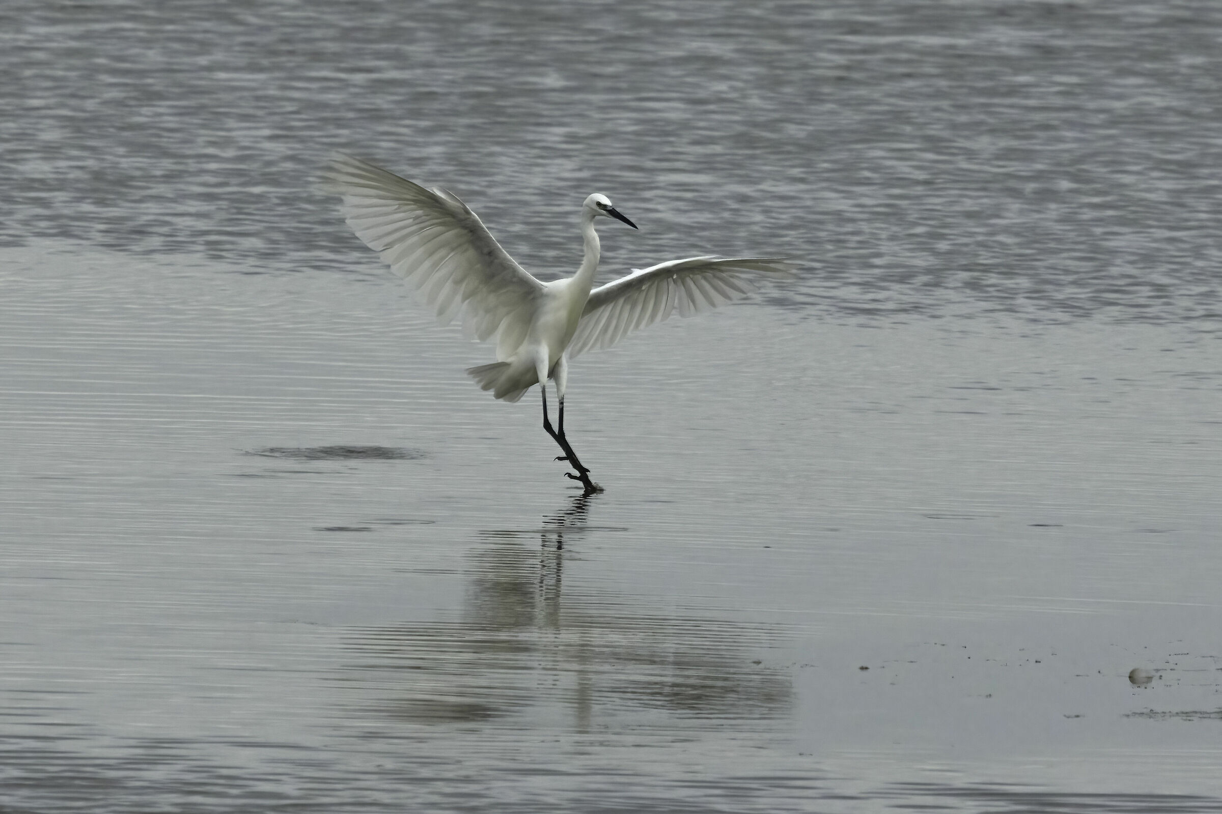 Egret