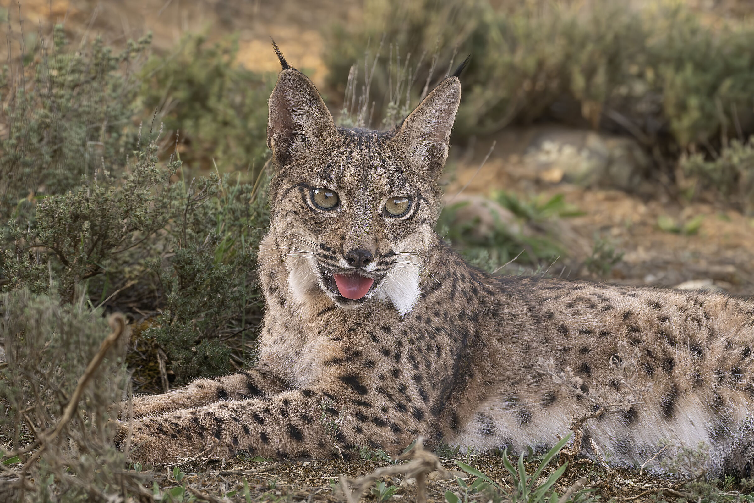 Cucciolo di Lince pardina