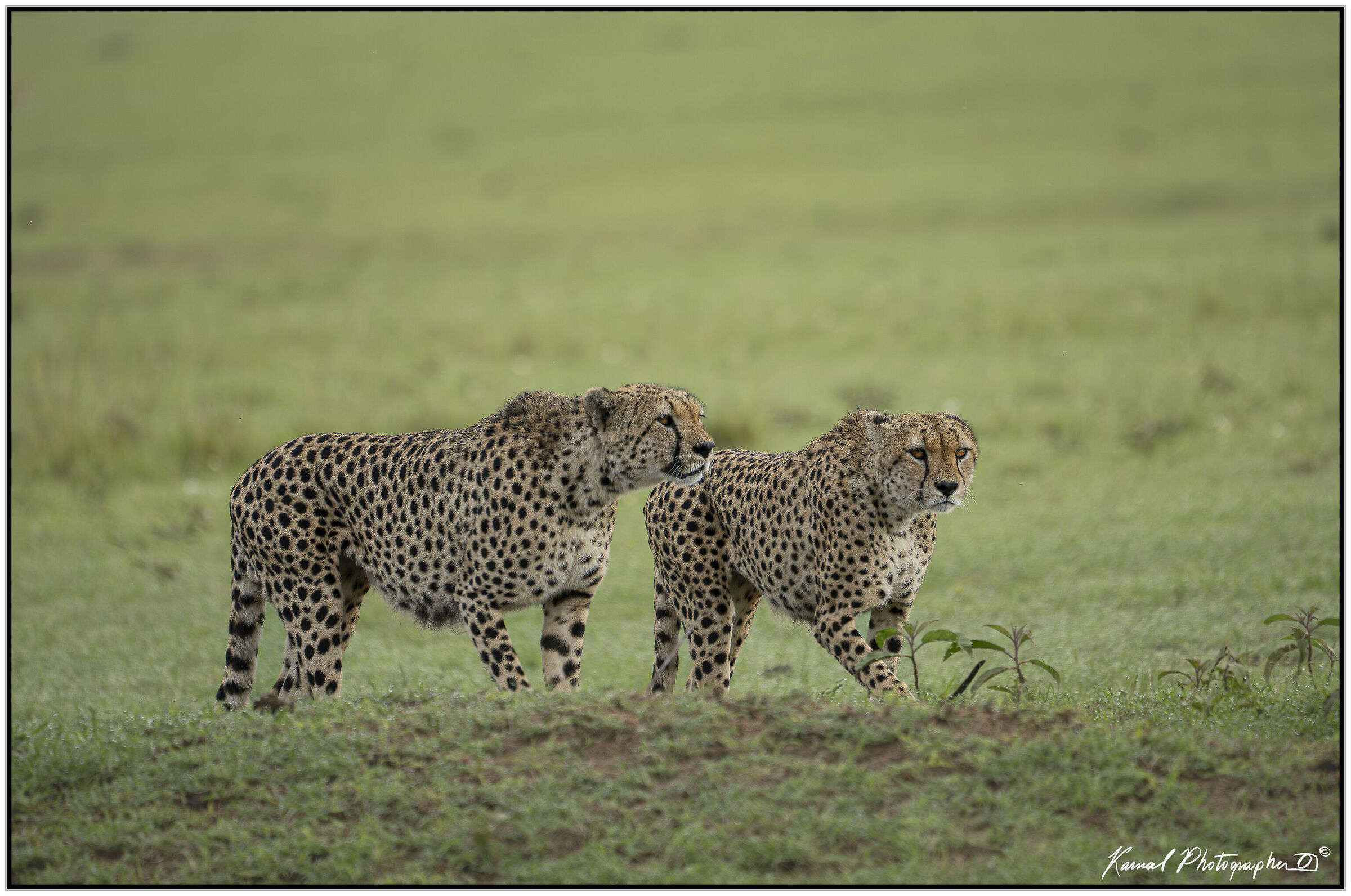Ghepardo (Acinonyx jubatus)