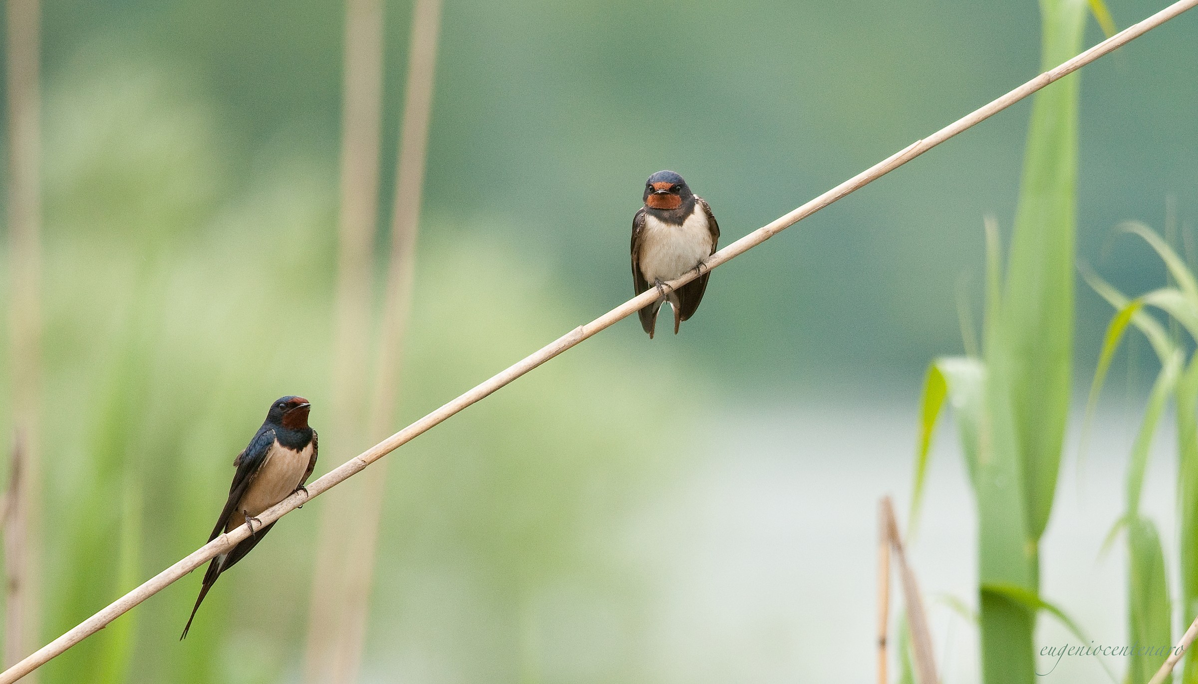 swallows (Hirundo rustica)