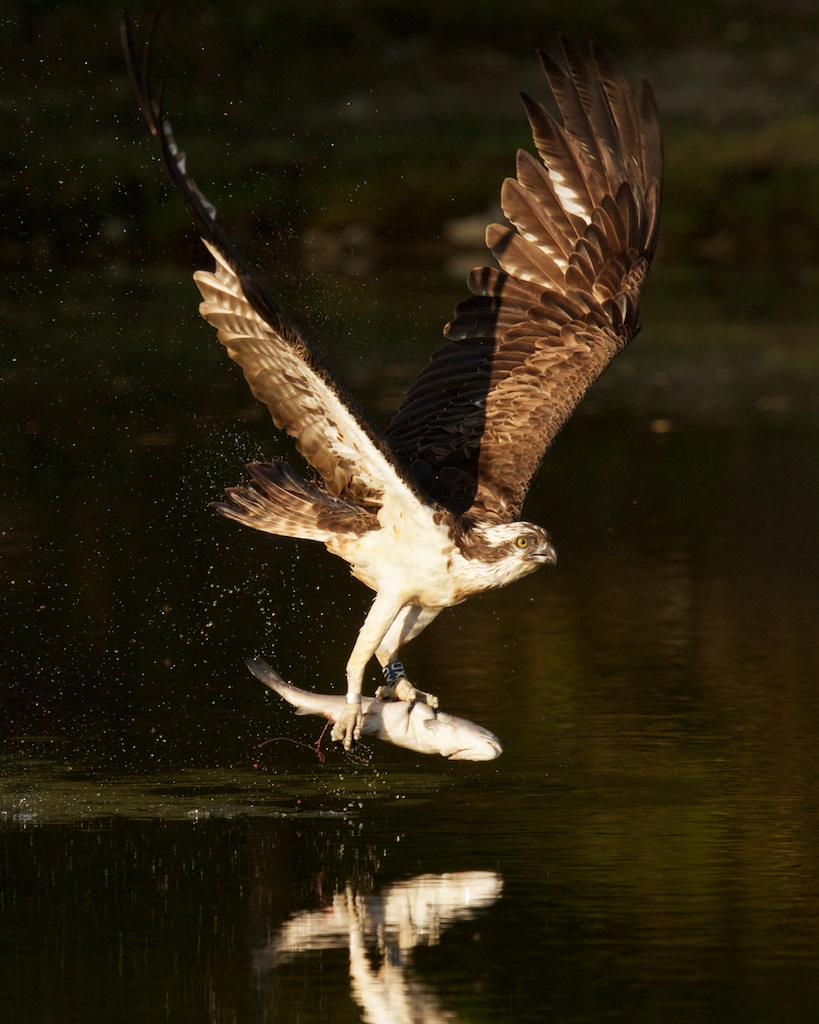Osprey con i pesci, presi in Scozia