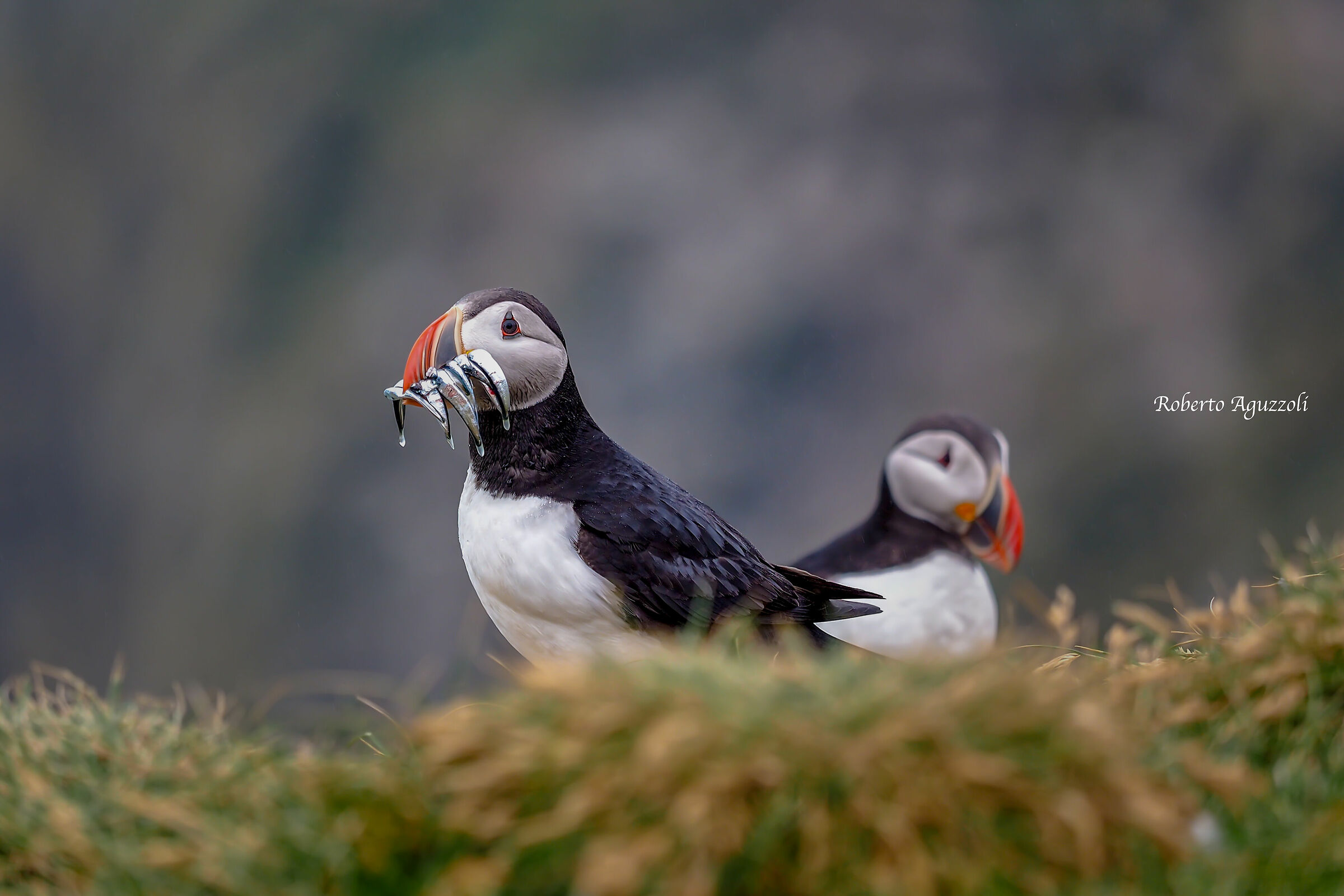 Puffin
