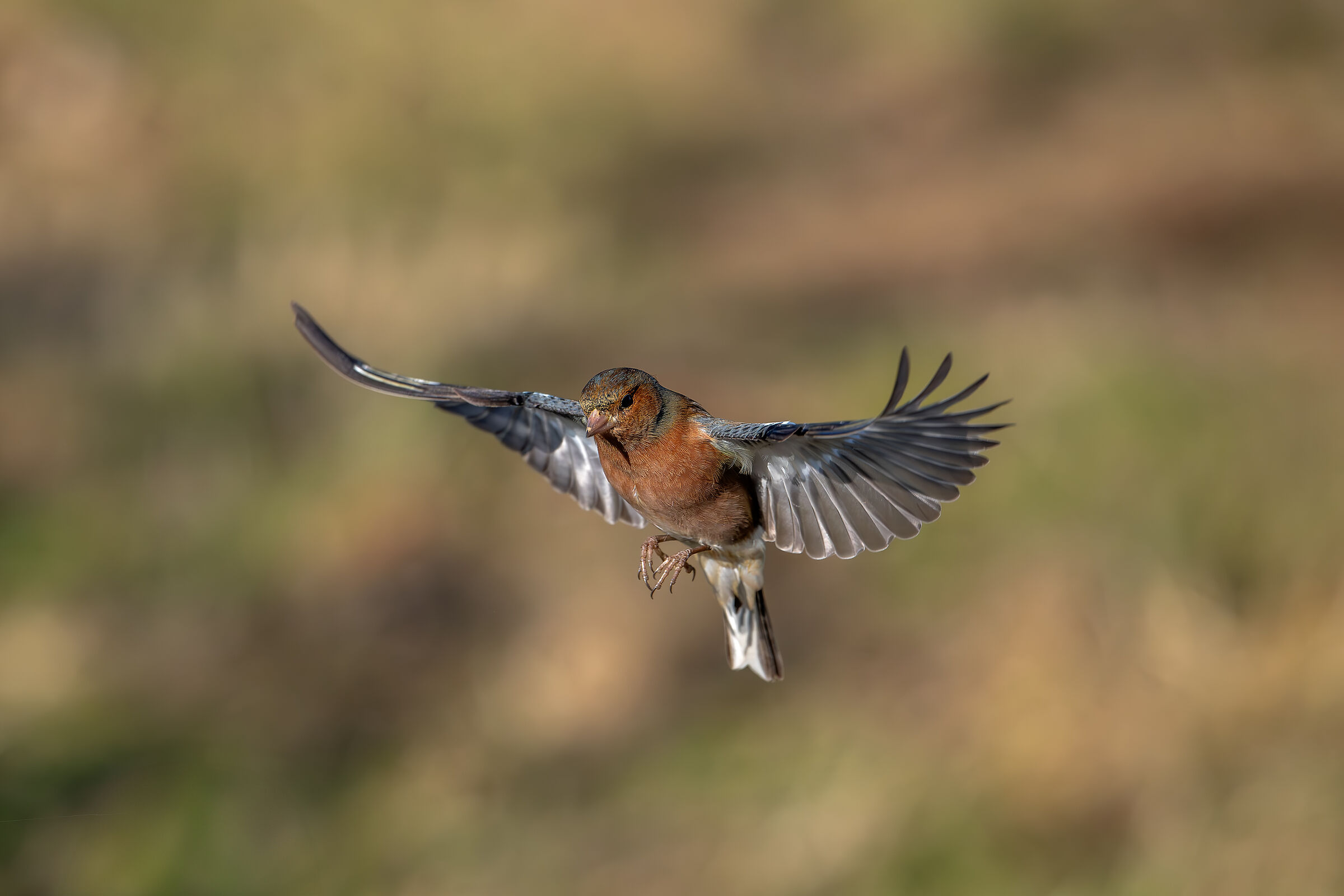 #capannocora Chaffinch
