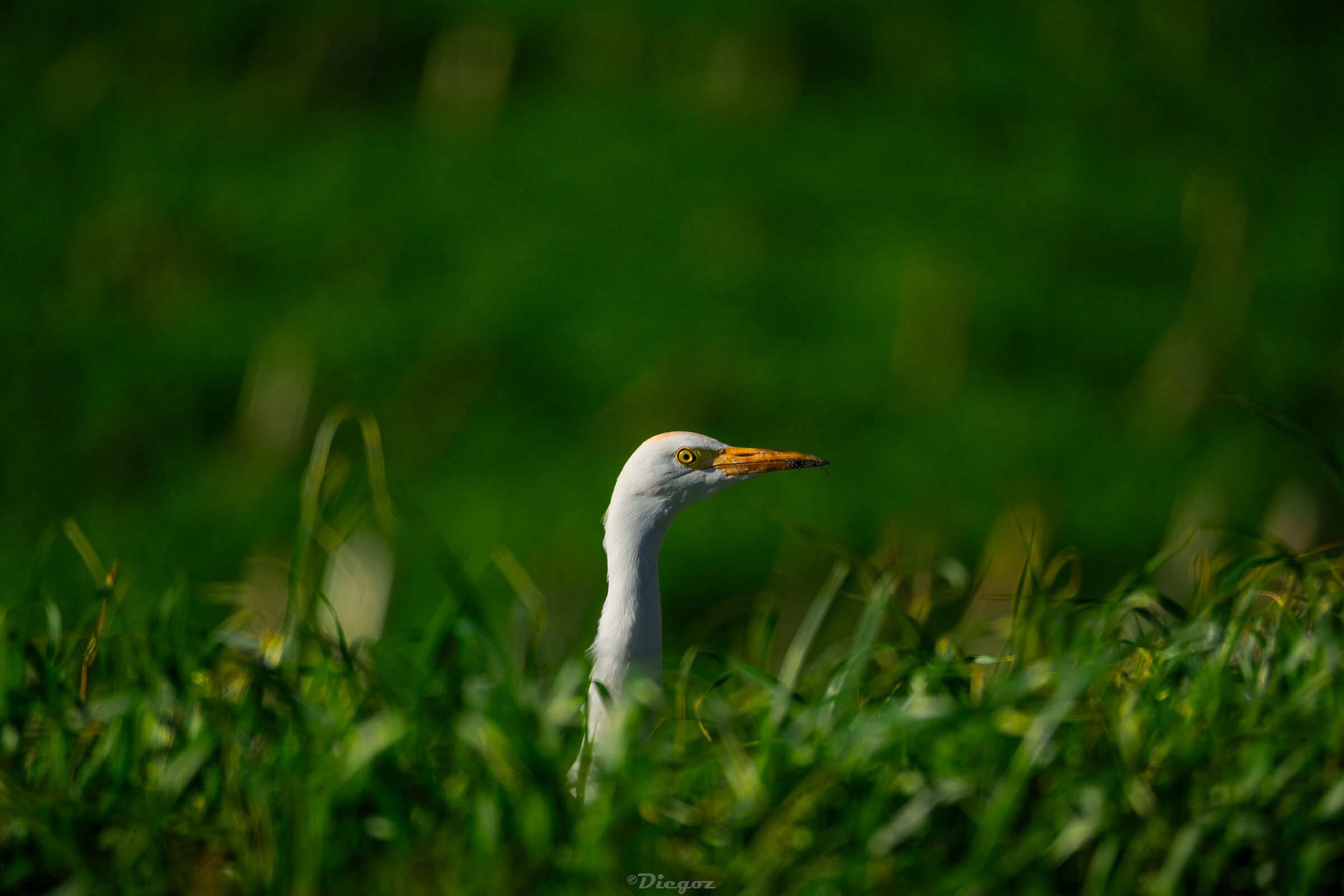 Heron Watches.... cars passing by and taking pictures....